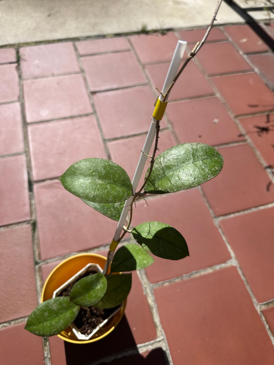 Hoya SLM-04 Silver exact rooted plant, overall specimen view