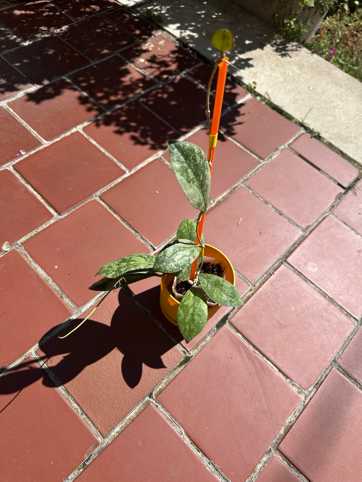 Hoya sp. Kalbar Heavy Silver Splash exact plant trellised growth