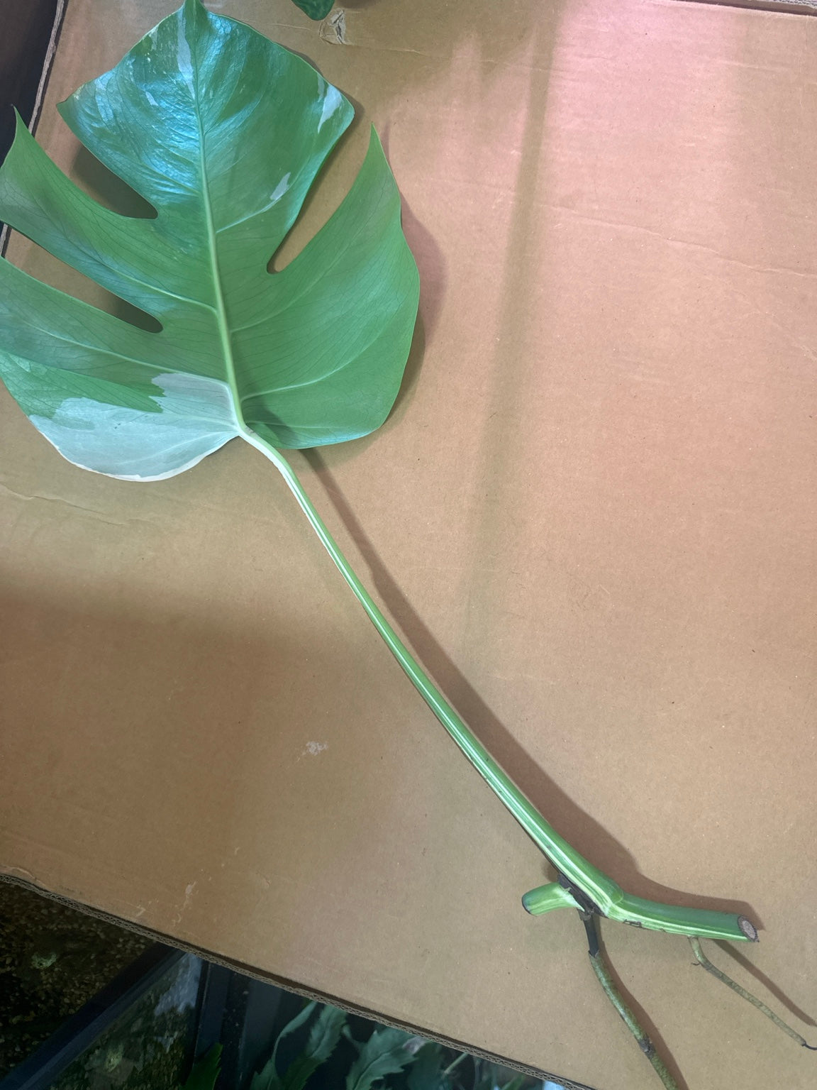 Monstera deliciosa Albo Variegata mid cutting #0546 showing node, stem variegation and aerial roots