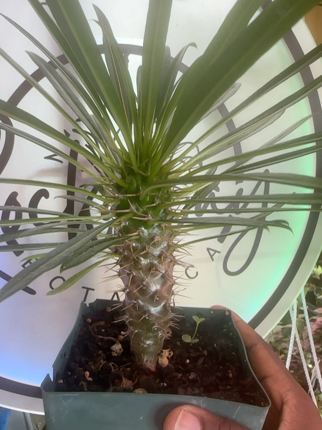 Pachypodium lamerei Madagascar Palm spiny trunk and leaf crown in a 4 inch pot