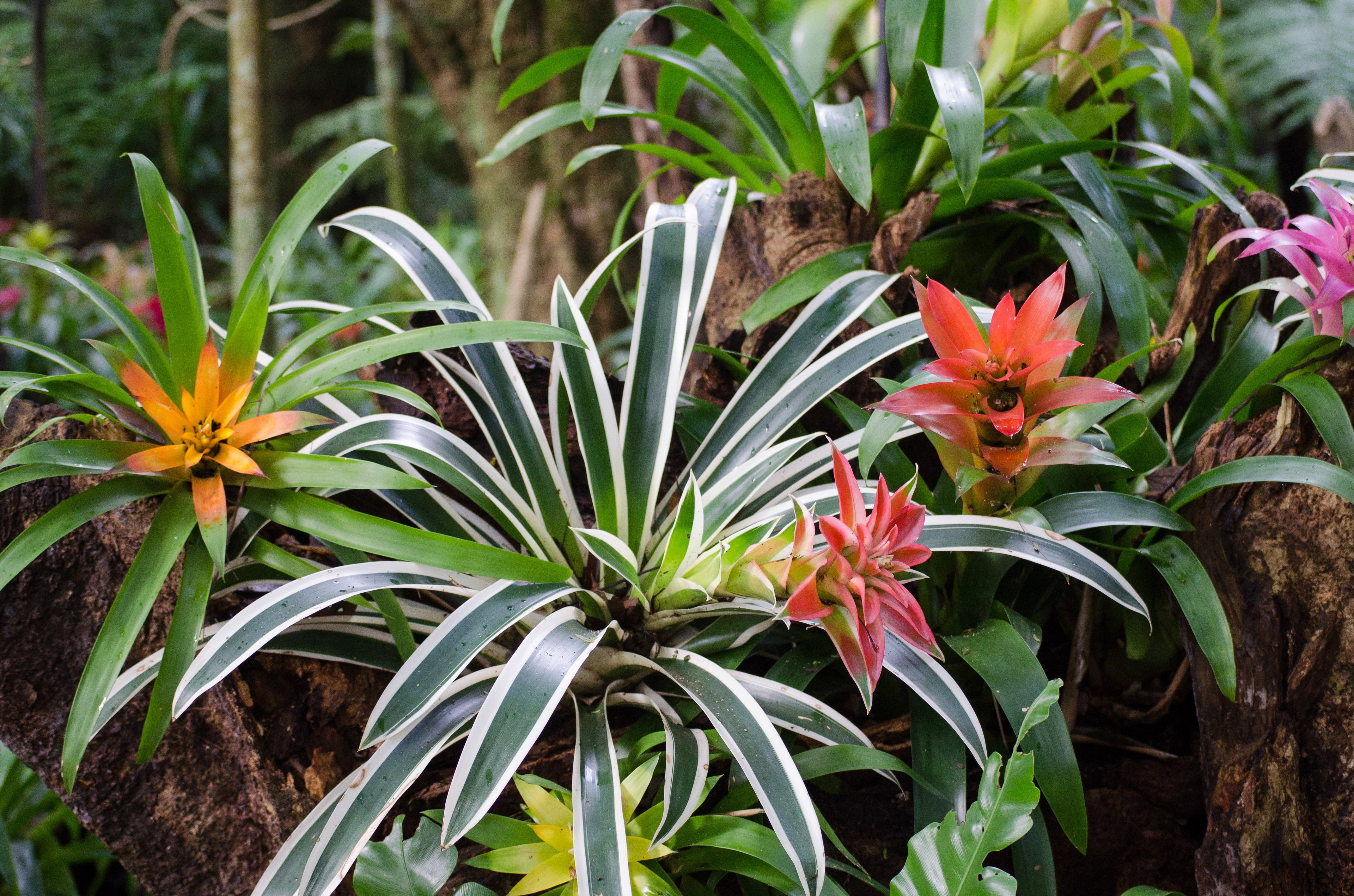 Bromeliads
