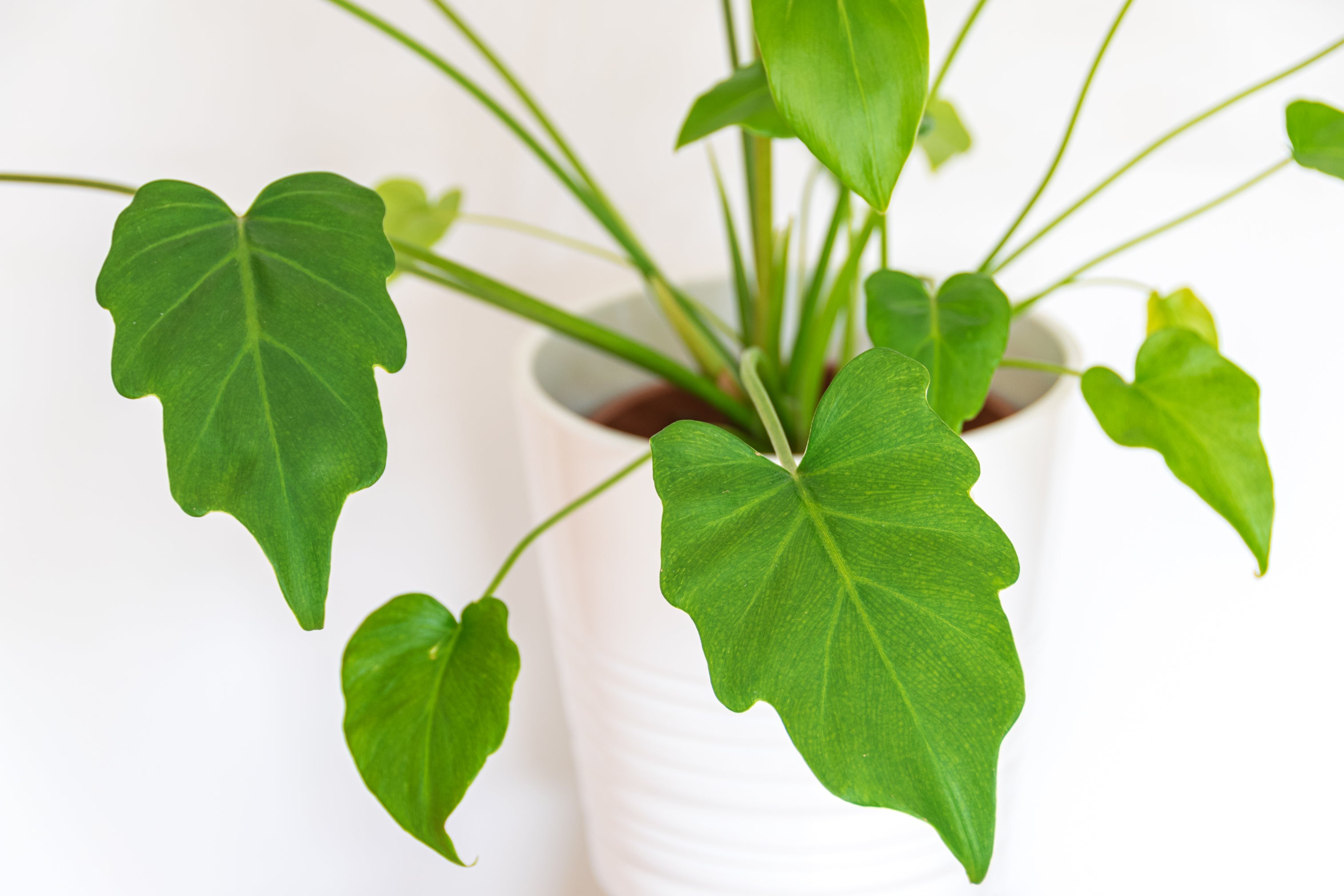 Philodendron