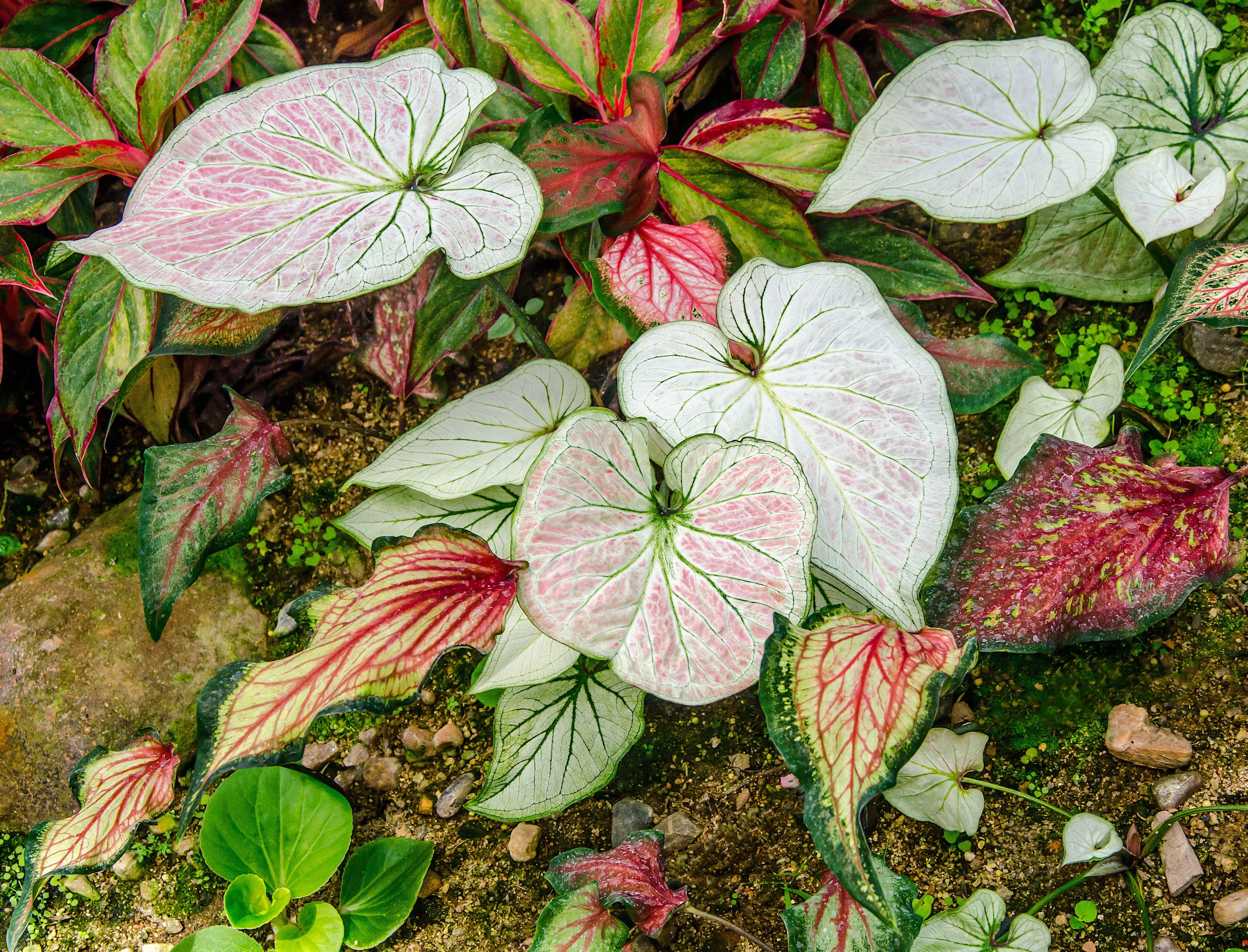 Caladium