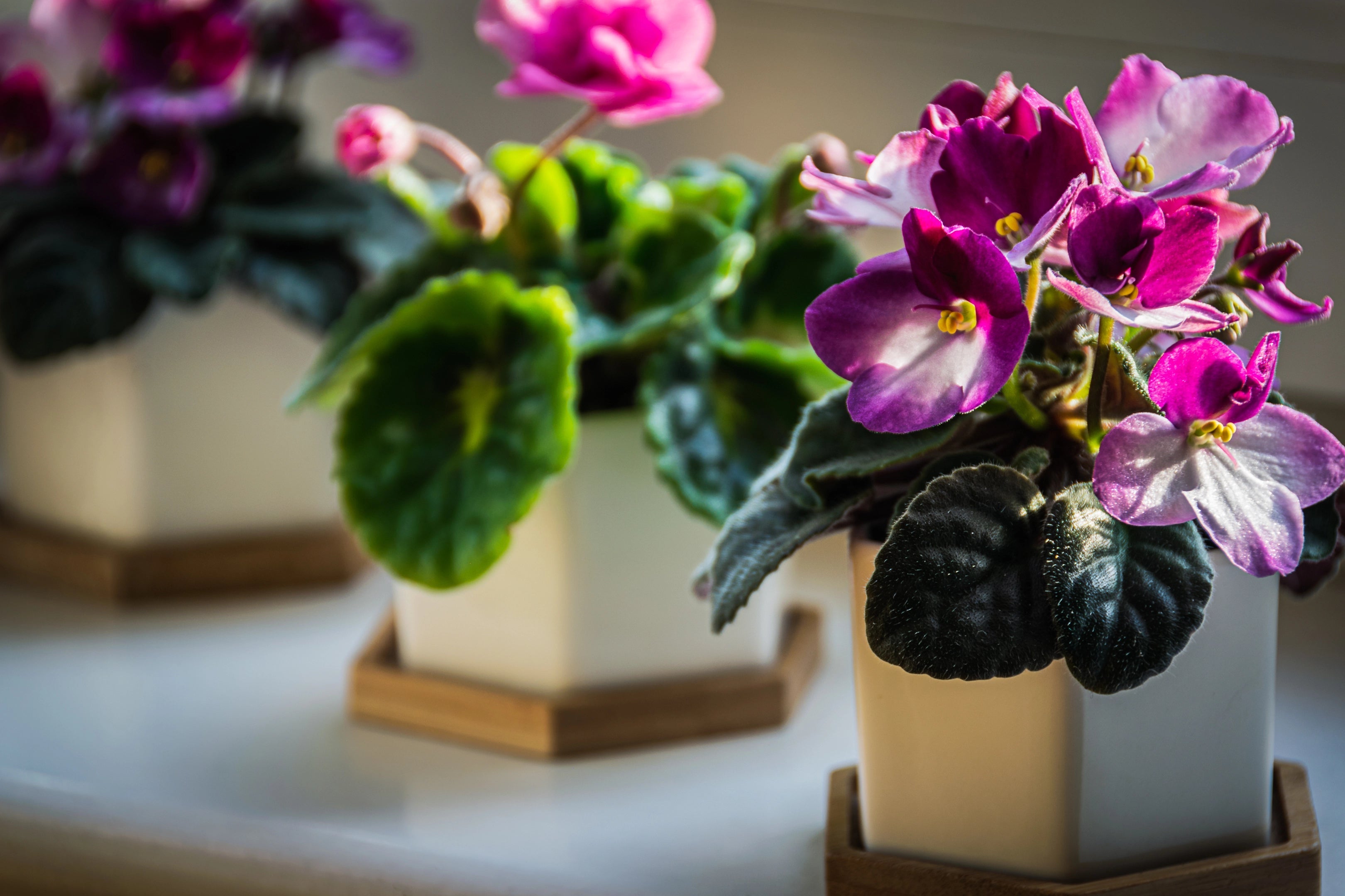 Flowering House Plants