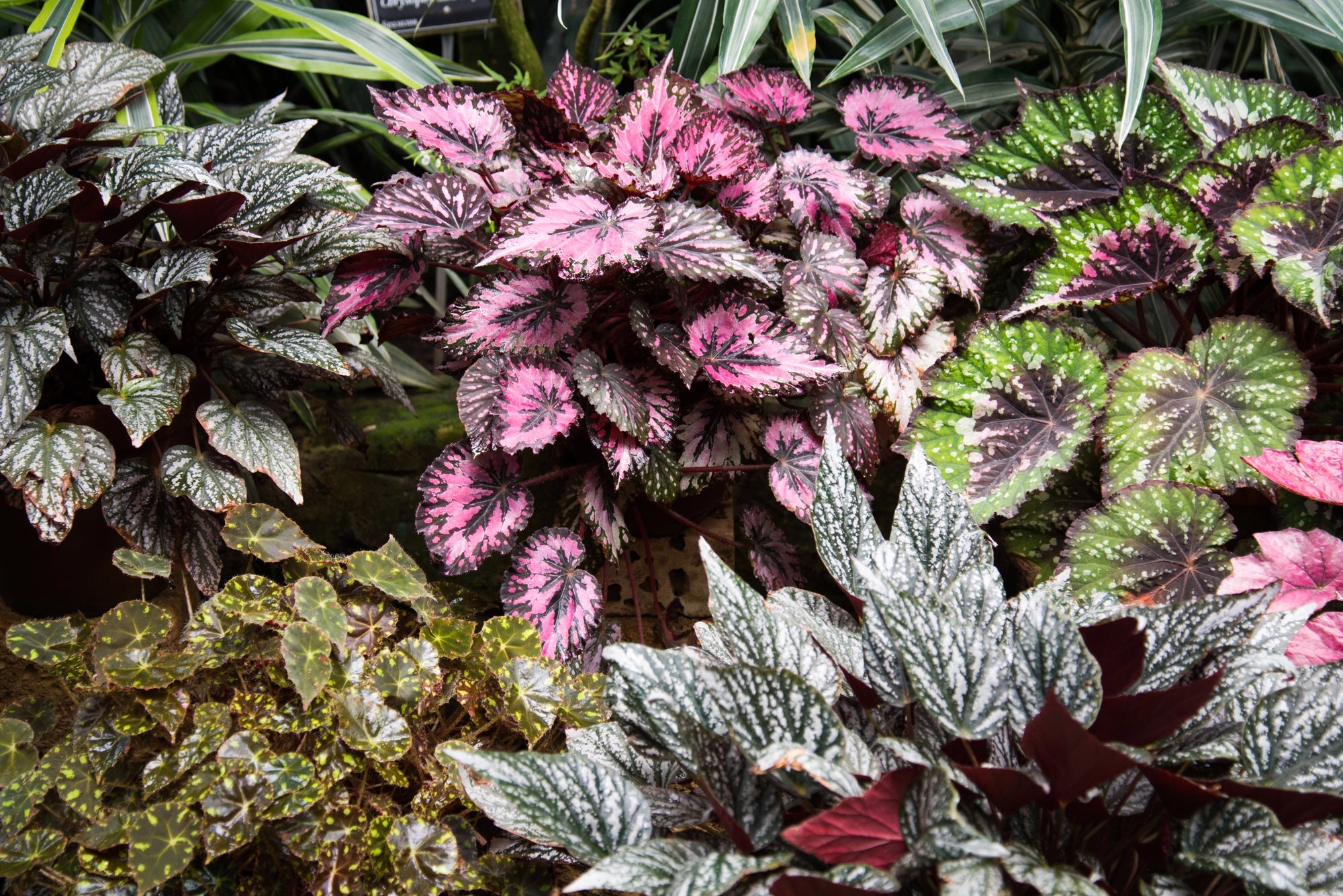 Begonia