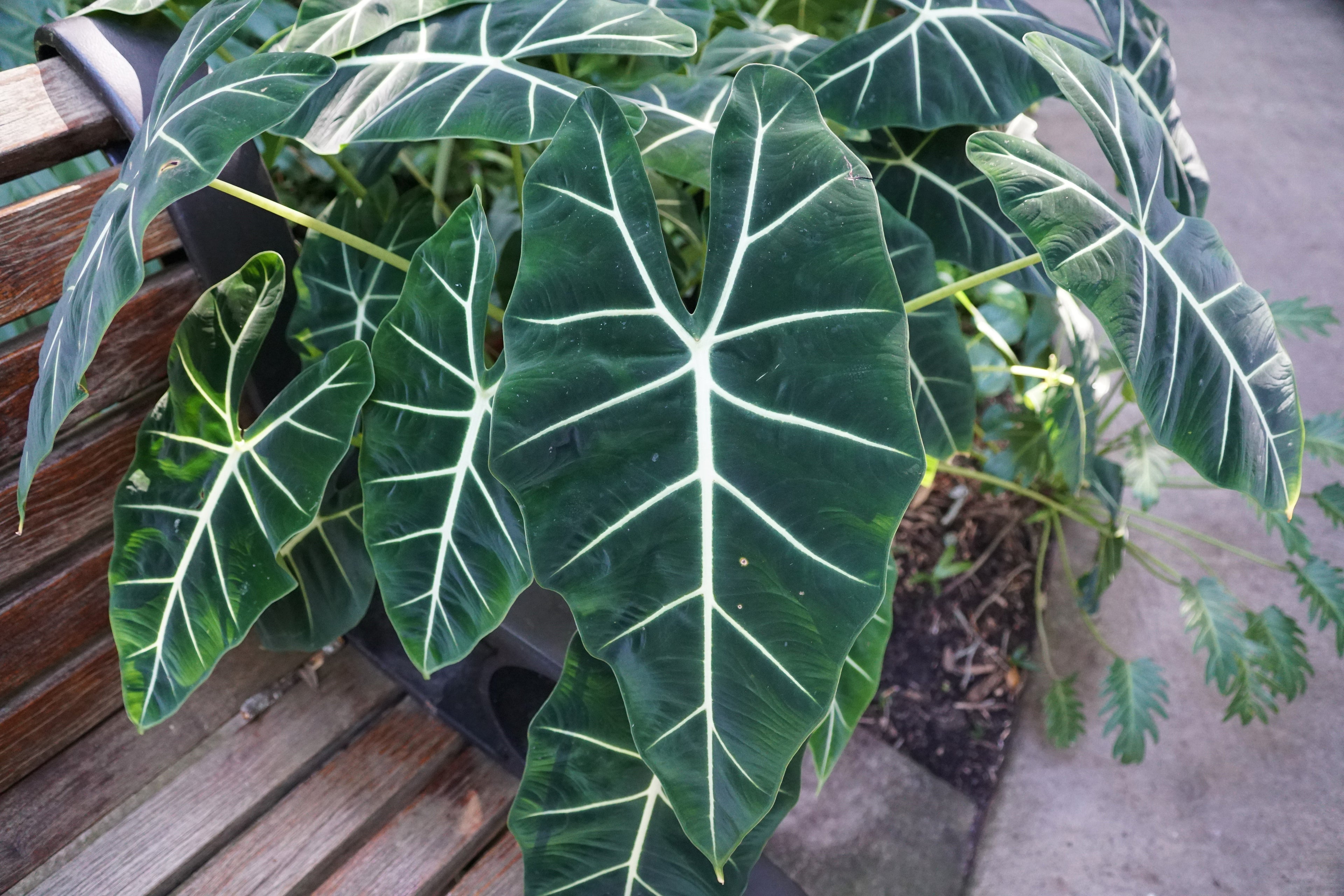 Alocasia : Elephant Ear