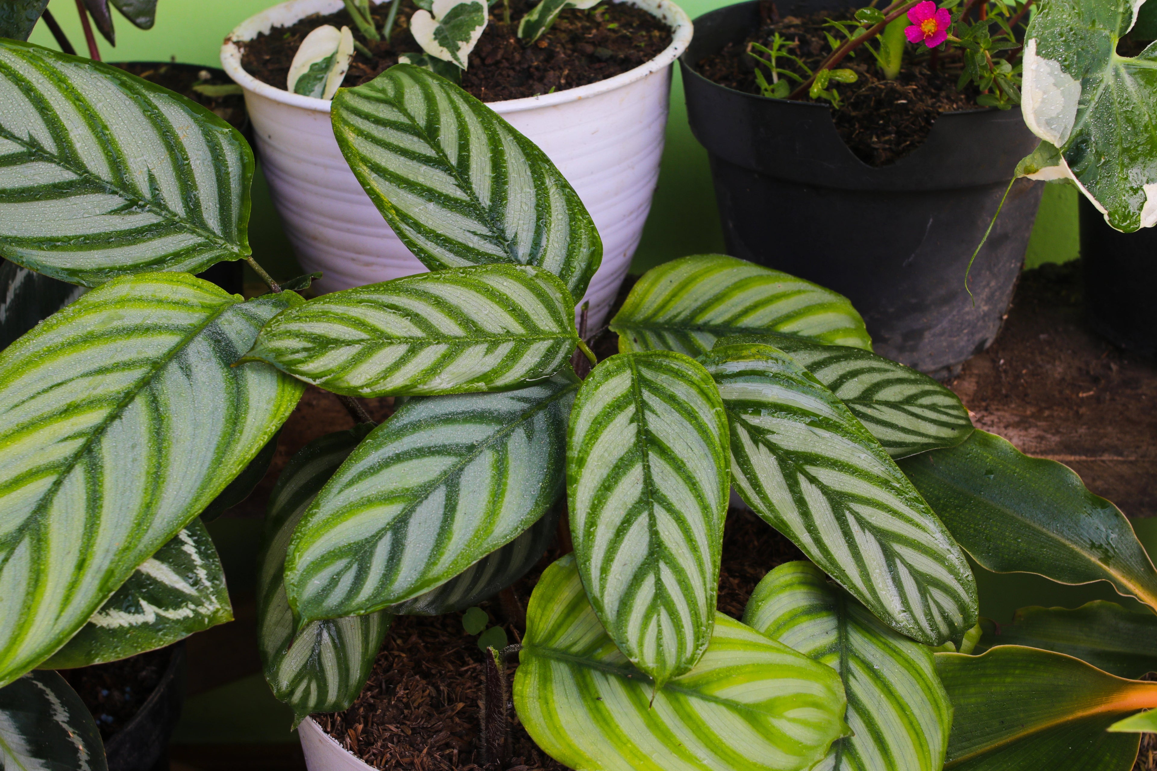 Calathea