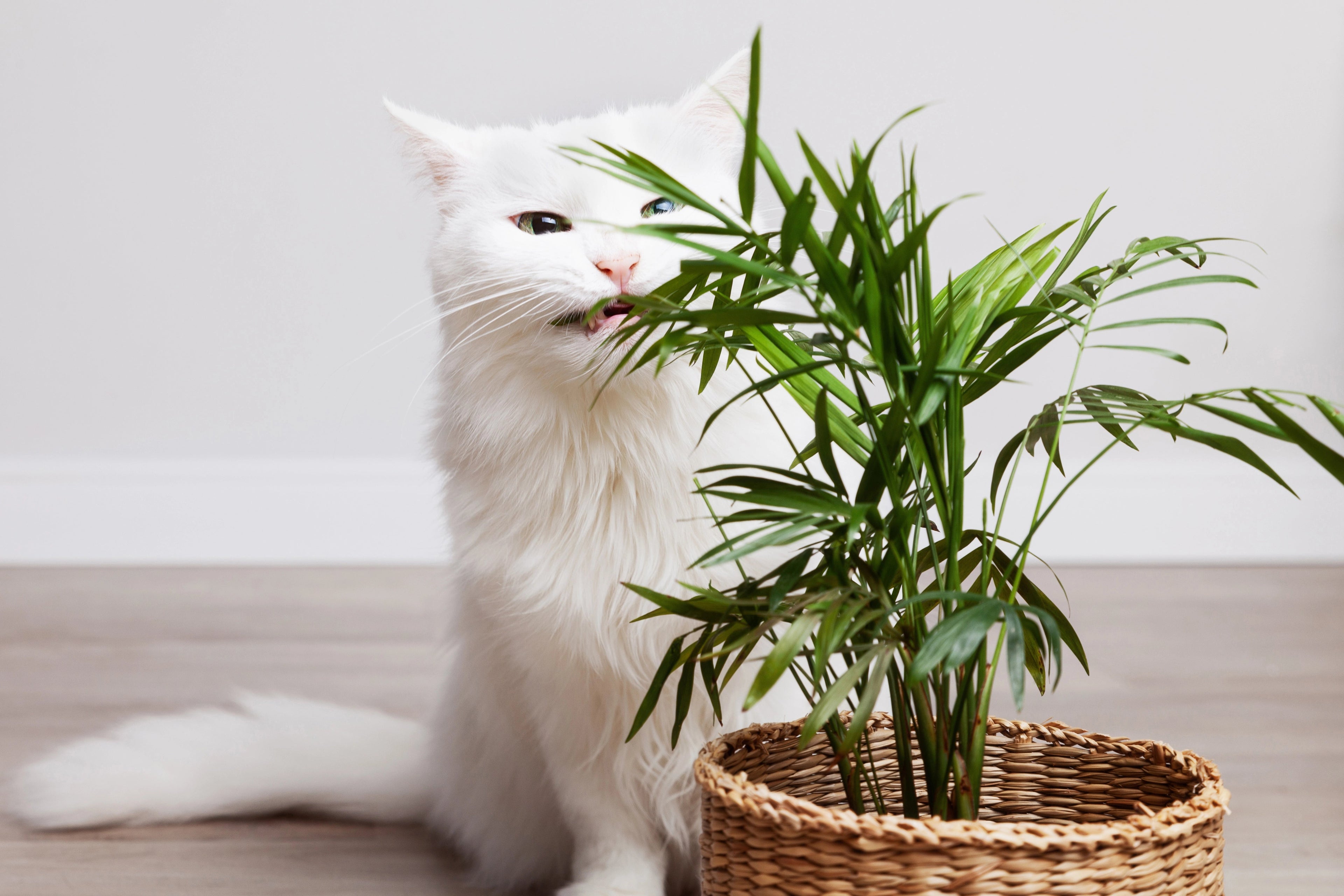 Pet-Safe Plants