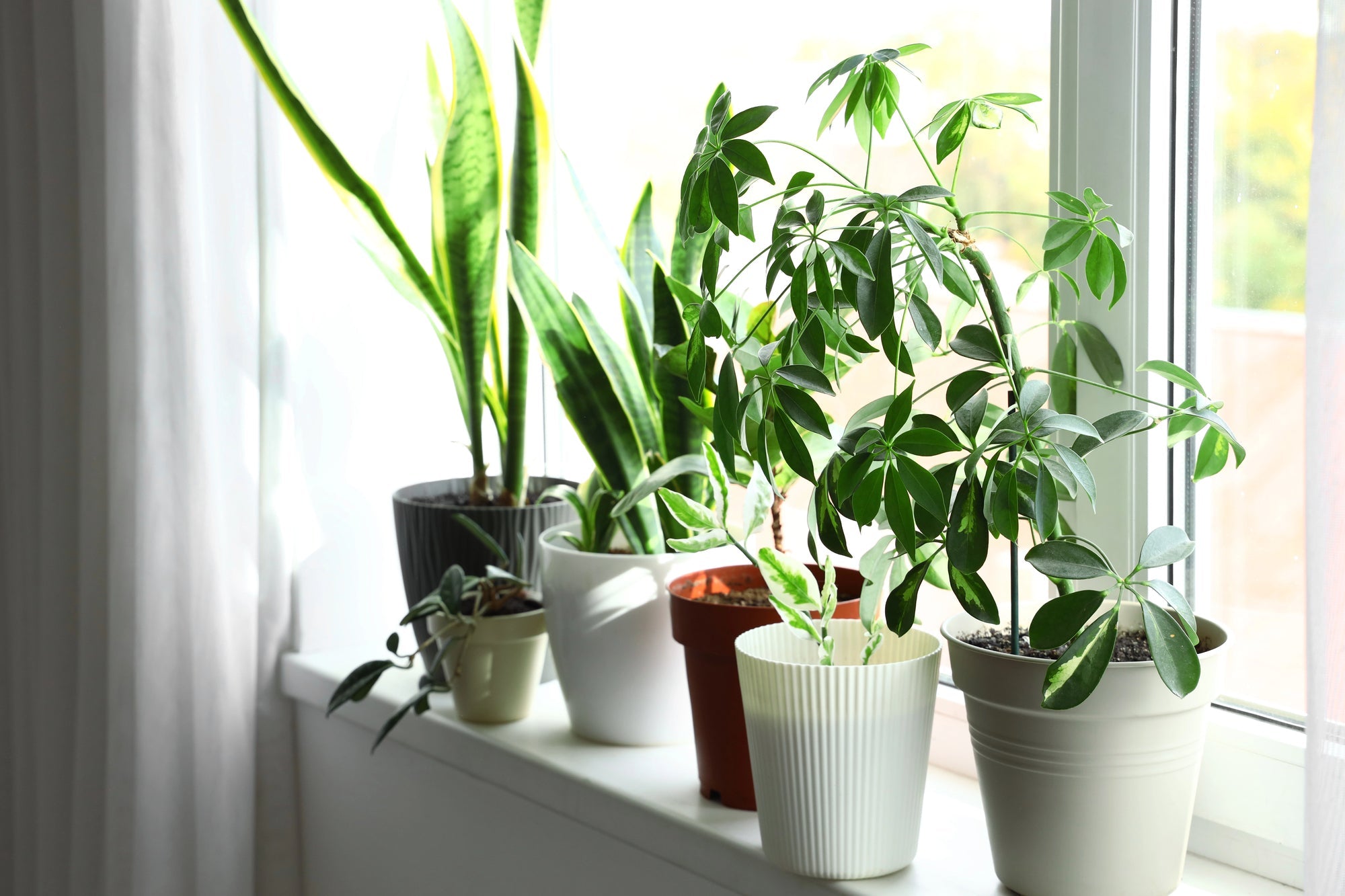 House Plants