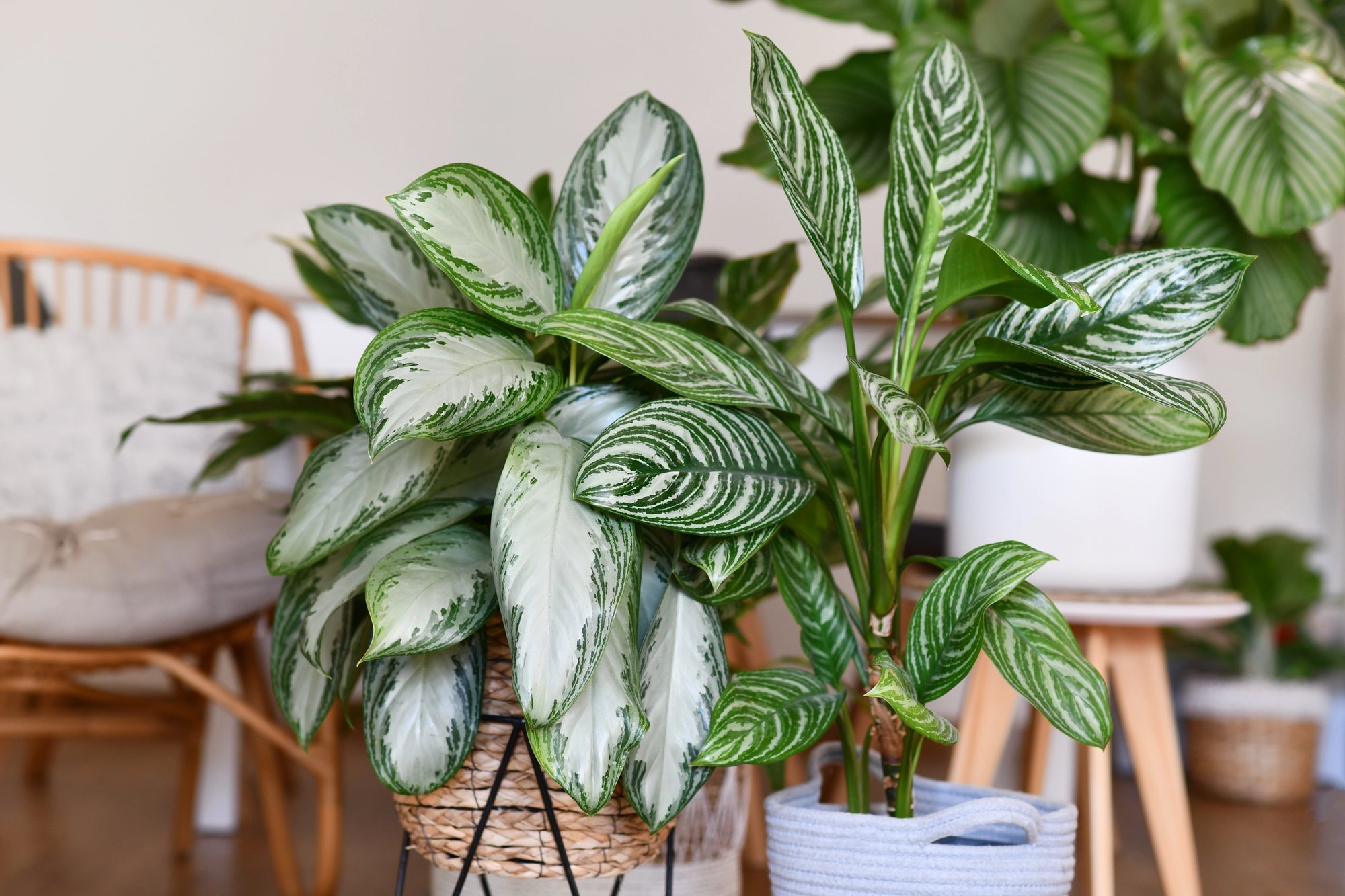 Plant Bundles