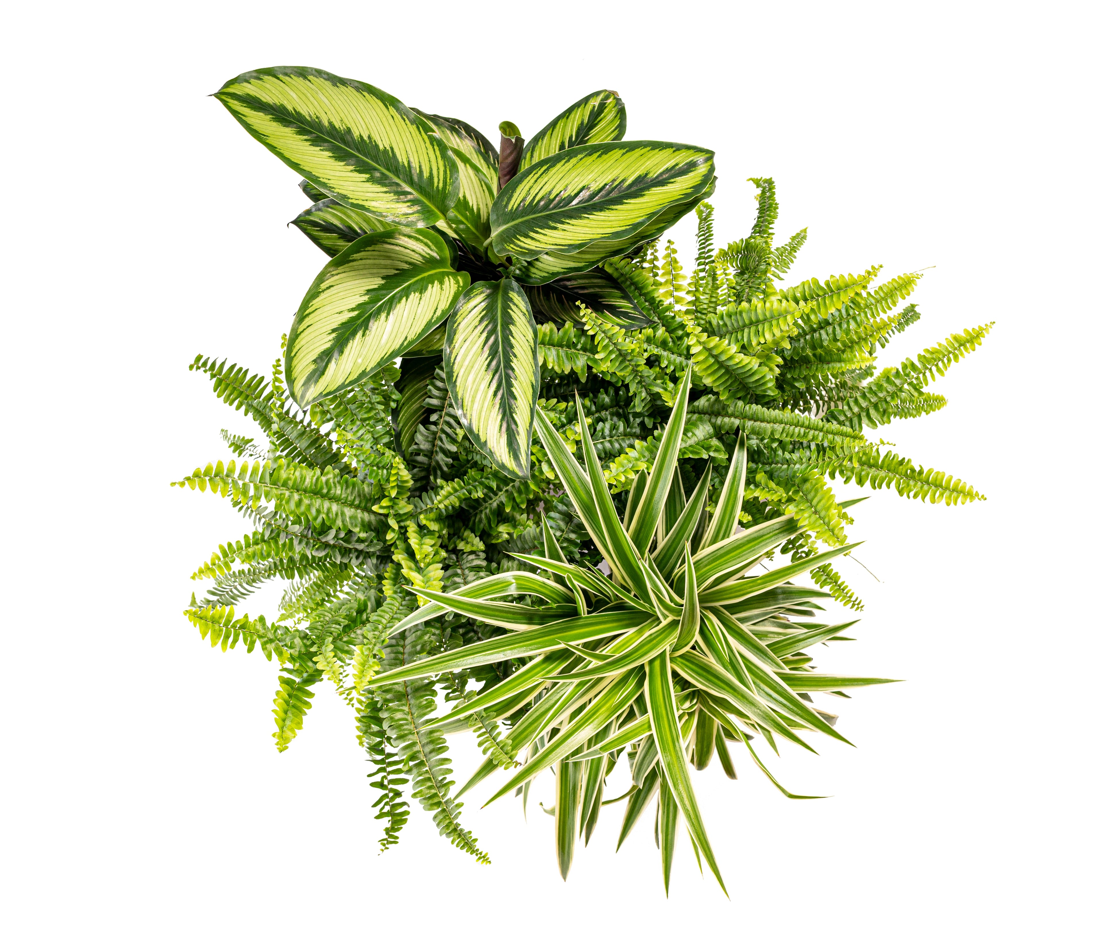 Air Purifying Plants