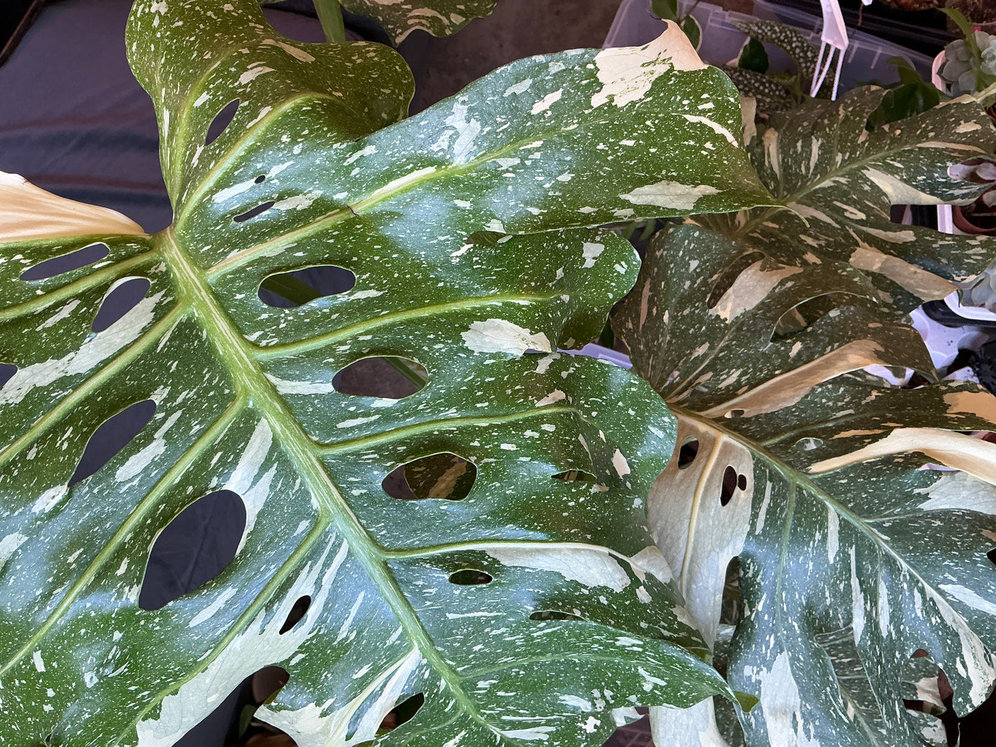 Monstera Thai Constellation (Mature)
