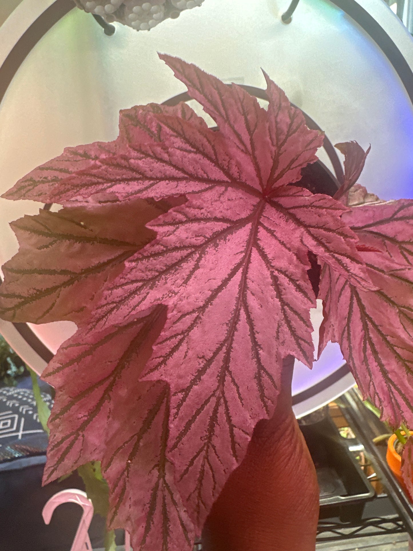 Begonia Lamoon