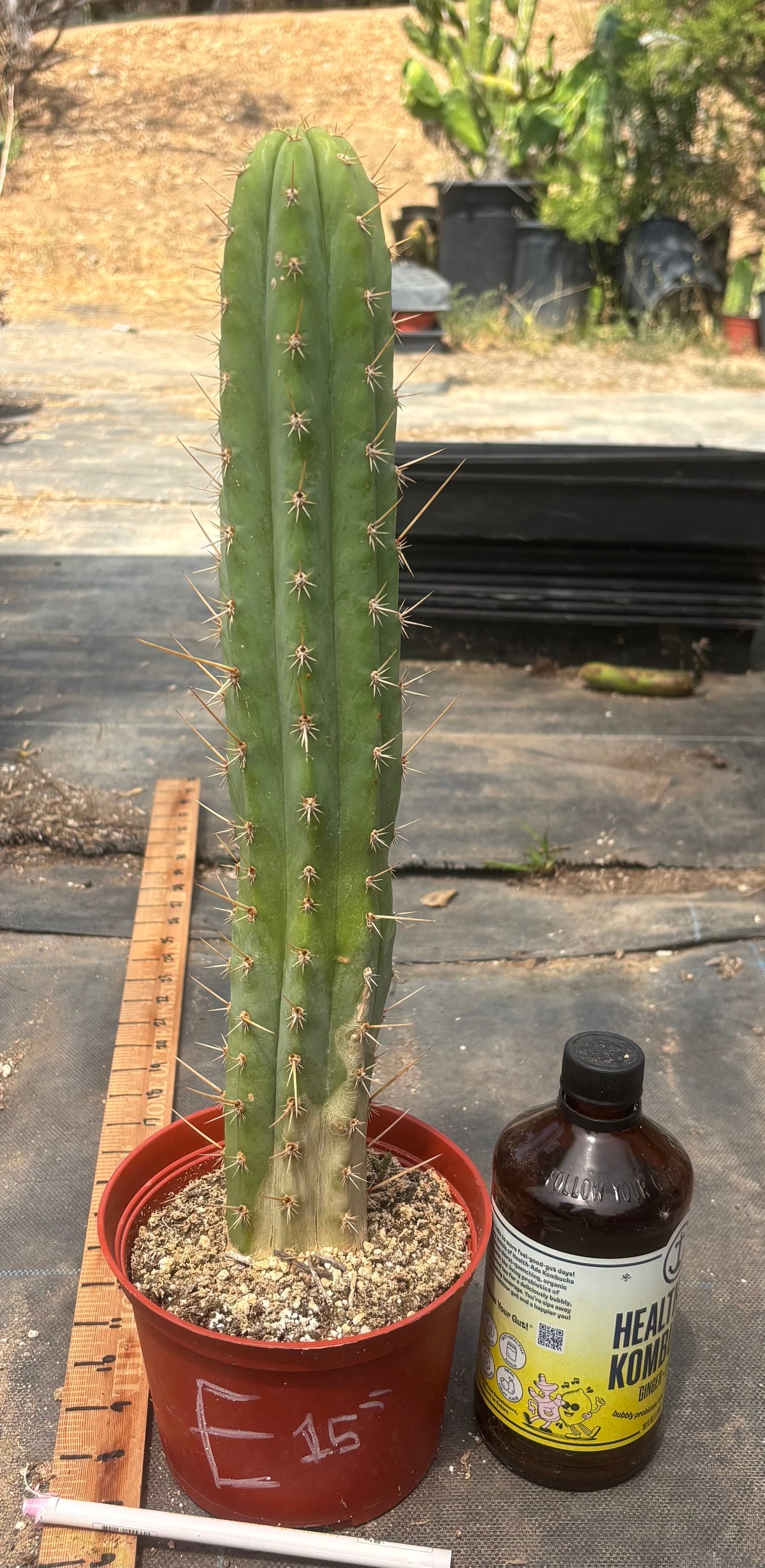 #EC13 EXACT Trichocereus Pachanoi #46 Cactus Potted & Cuttings