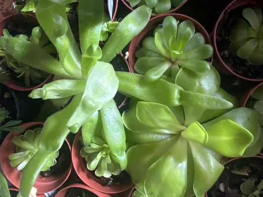 Assorted Pinguicula —1 plant / 2 in pot