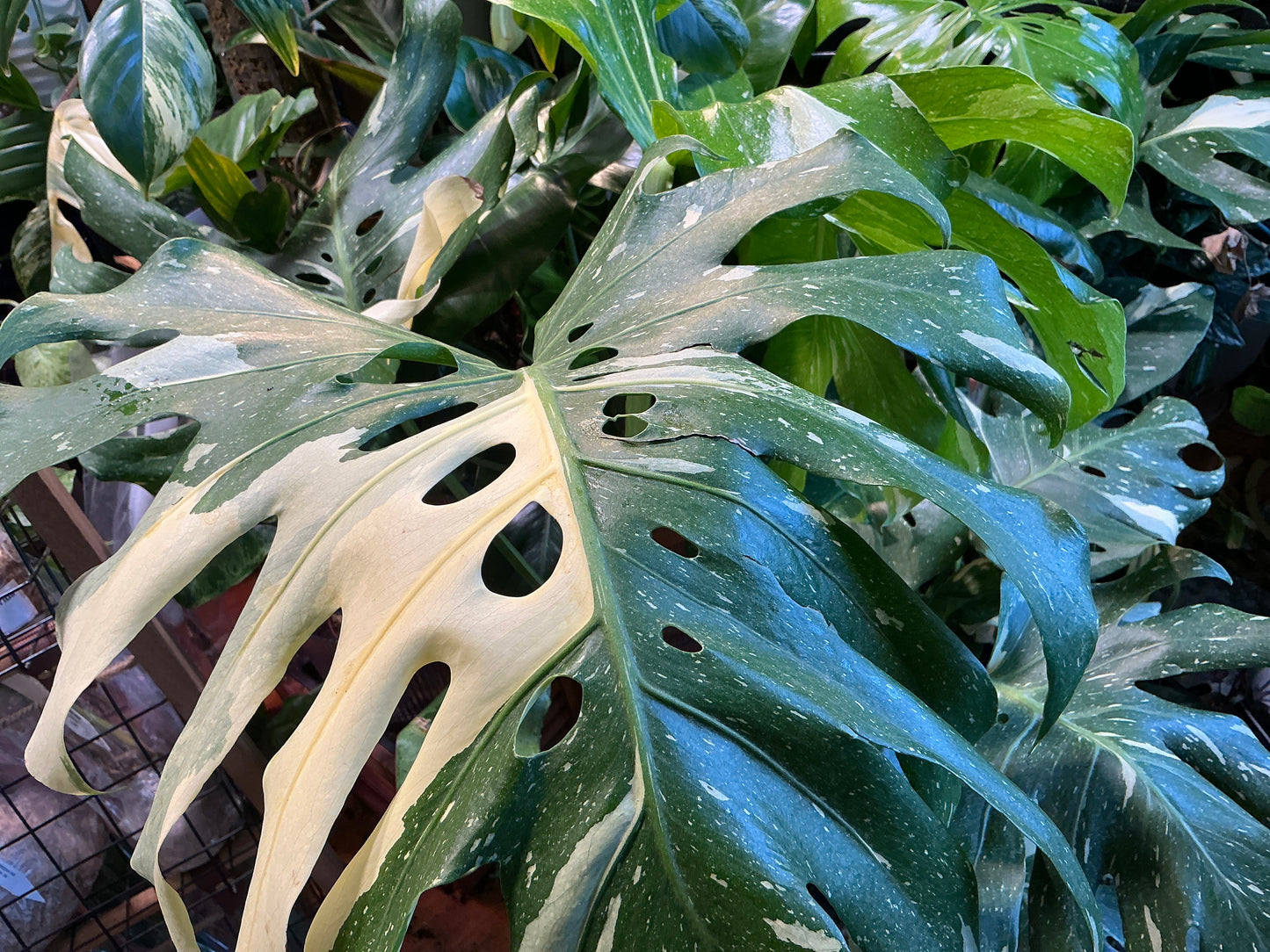 Monstera Thai Constellation (Mature)