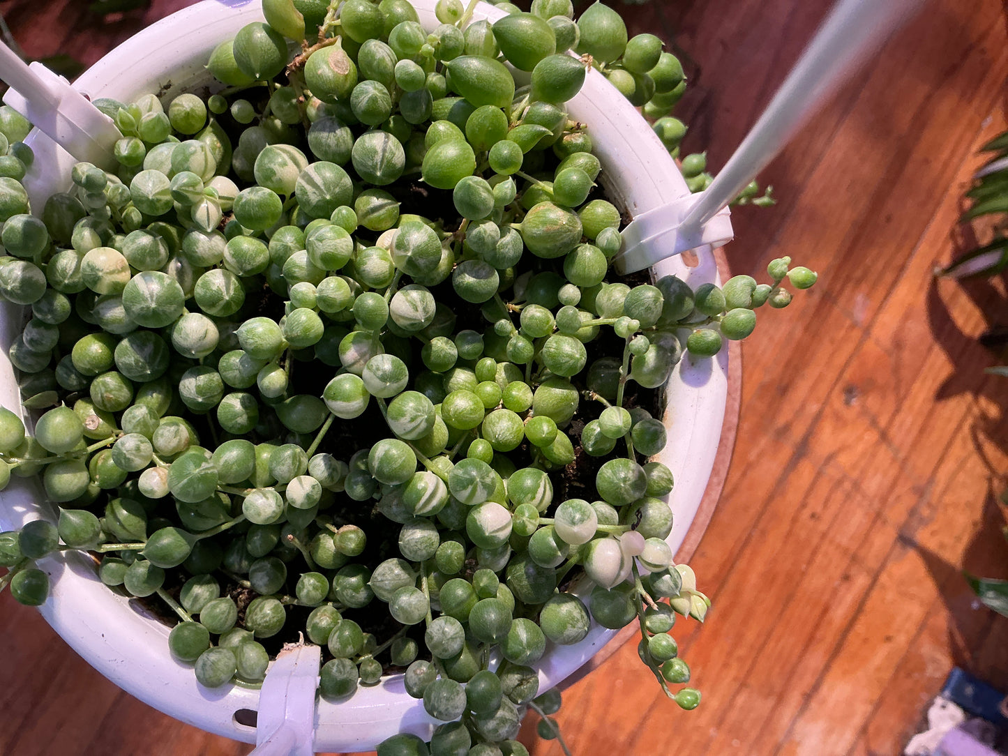 String of Pearls Variegated