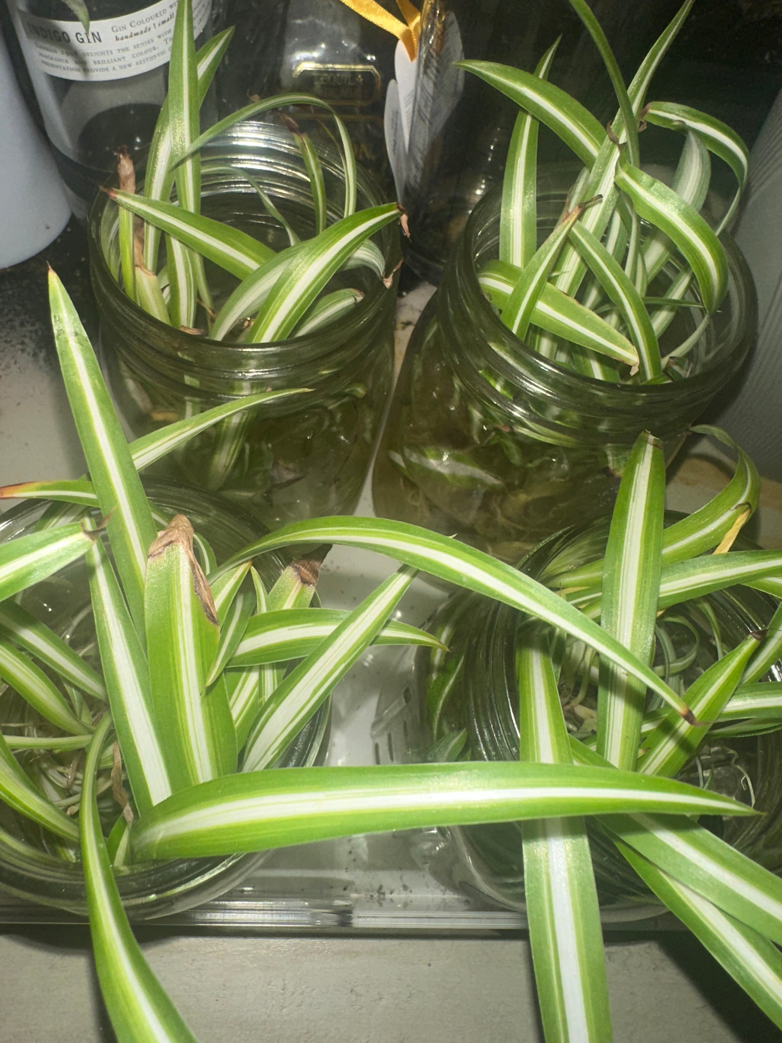 🕷️ Spider Plant Starter (Chlorophytum comosum)