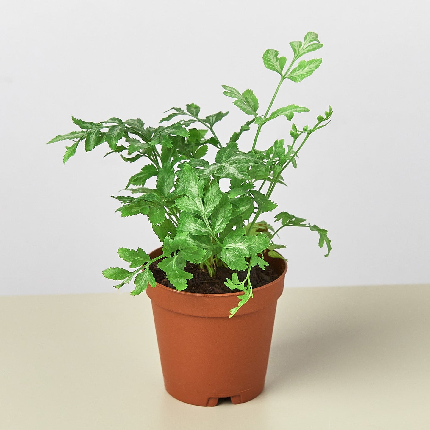 Fern 'Silver Lace'