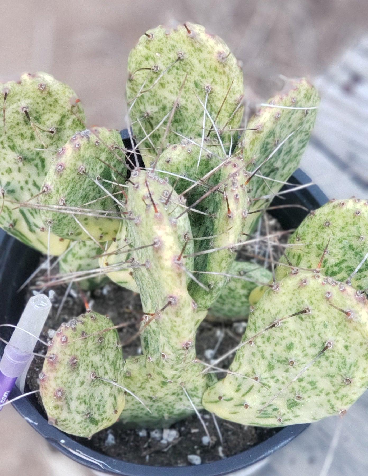1 GAL Opuntia Hybrid Sunburst