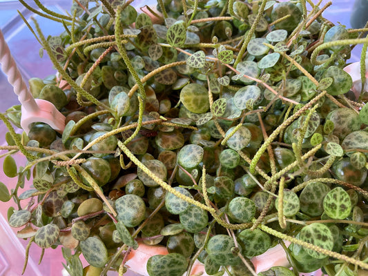 Peperomia 'String of Turtles' — 4.5 in hanging basket