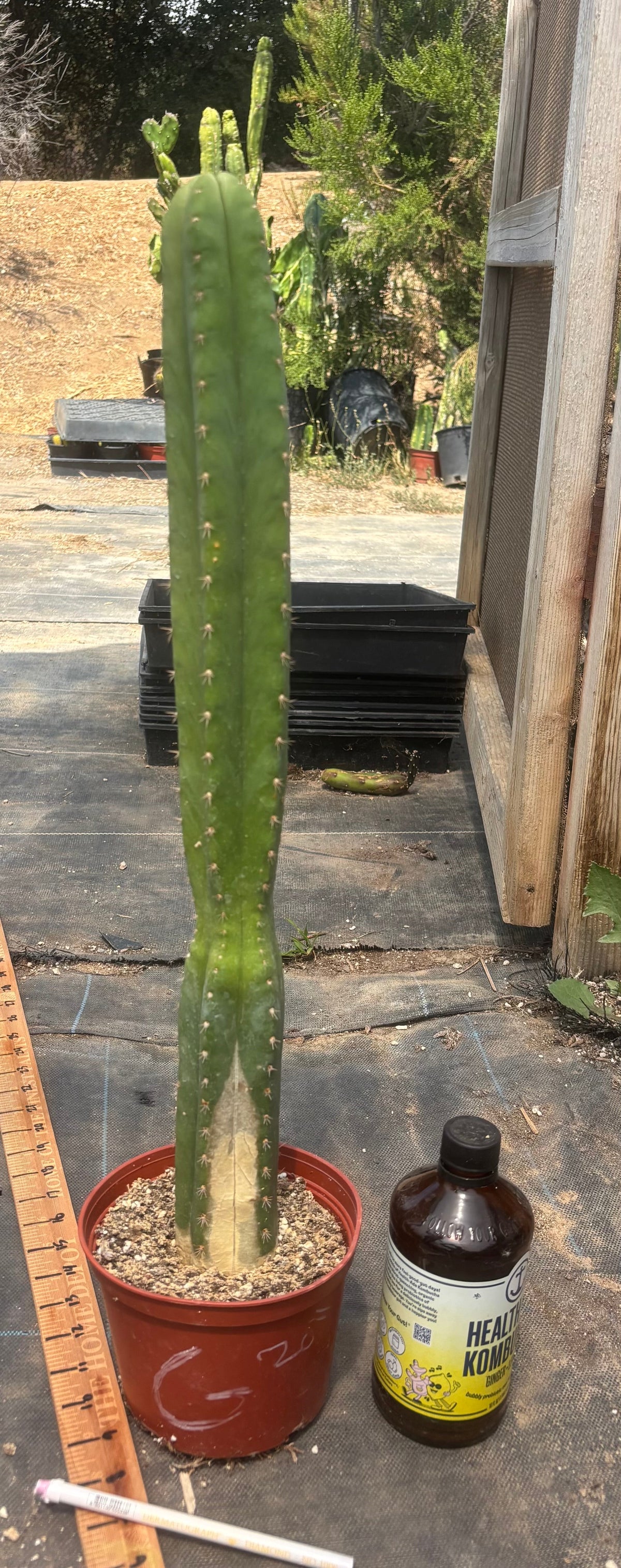 #EC13 EXACT Trichocereus Pachanoi #46 Cactus Potted & Cuttings