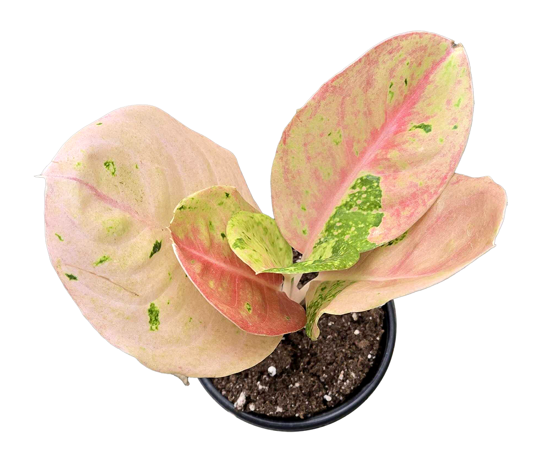 Aglaonema Pink Emerald