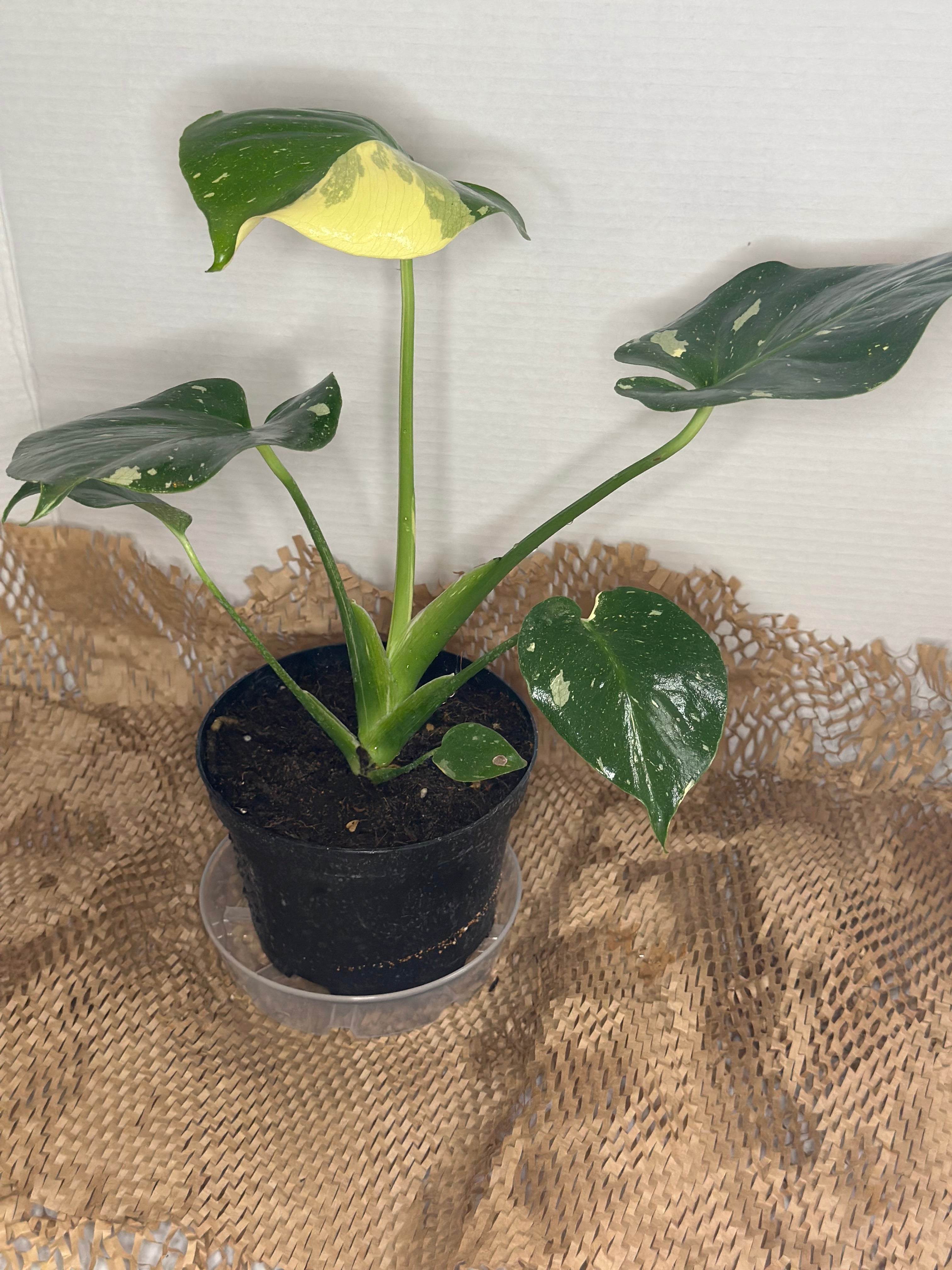 🌟 Monstera Thai Constellation