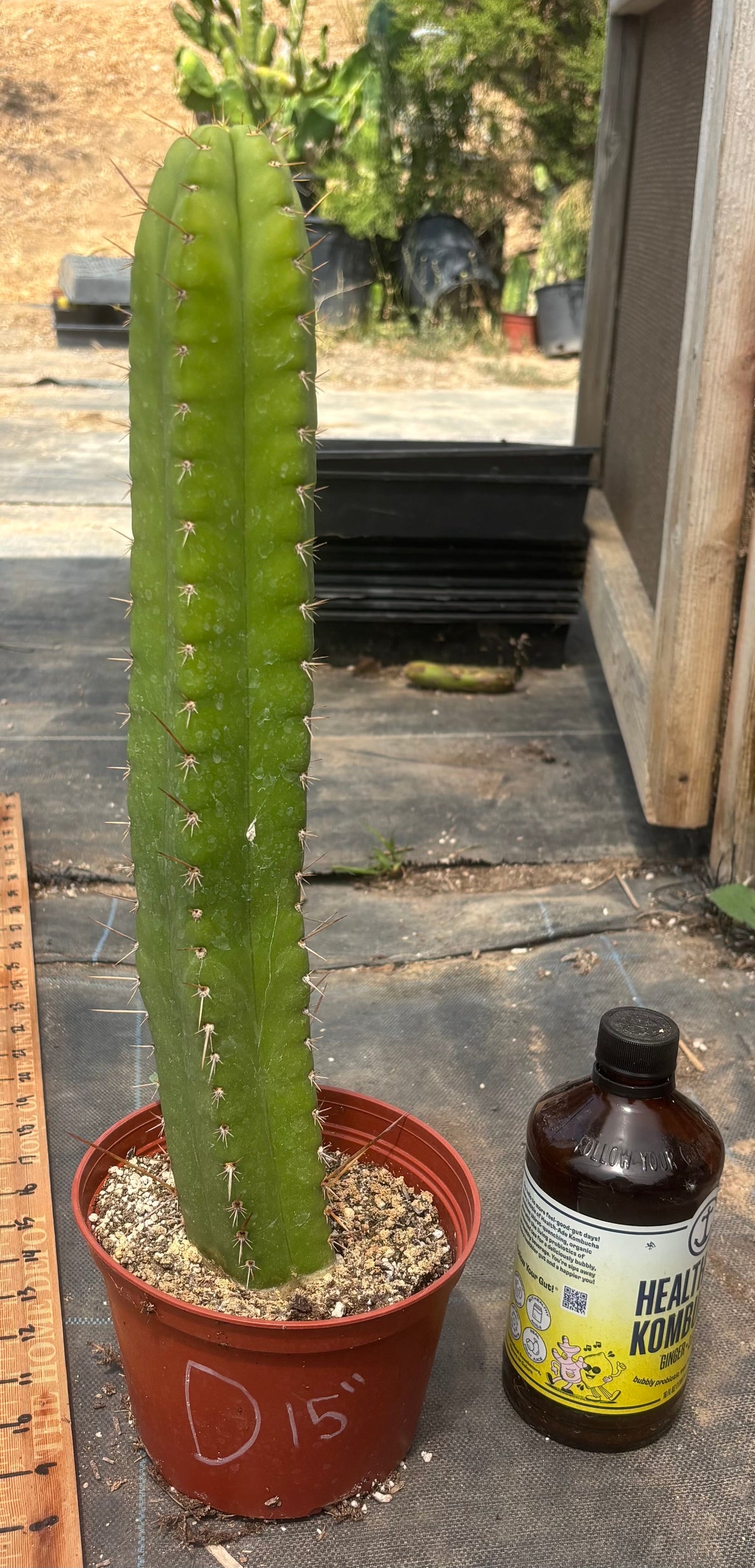 #EC13 EXACT Trichocereus Pachanoi #46 Cactus Potted & Cuttings