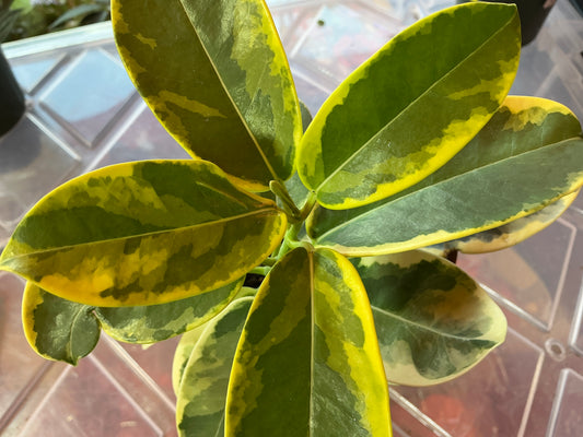 Variegated Madagascar Jasmine | 4” Pot