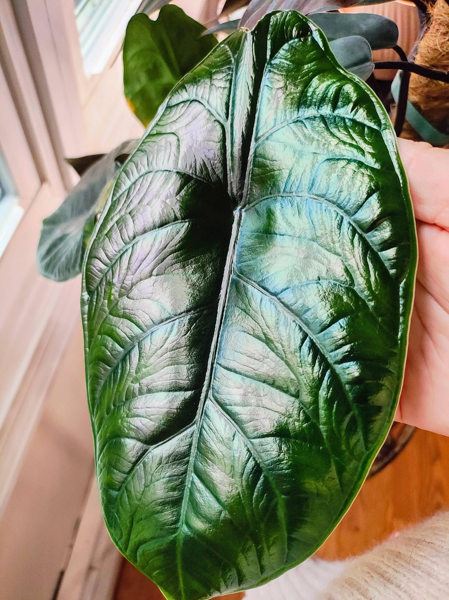 Alocasia Green Unicorn