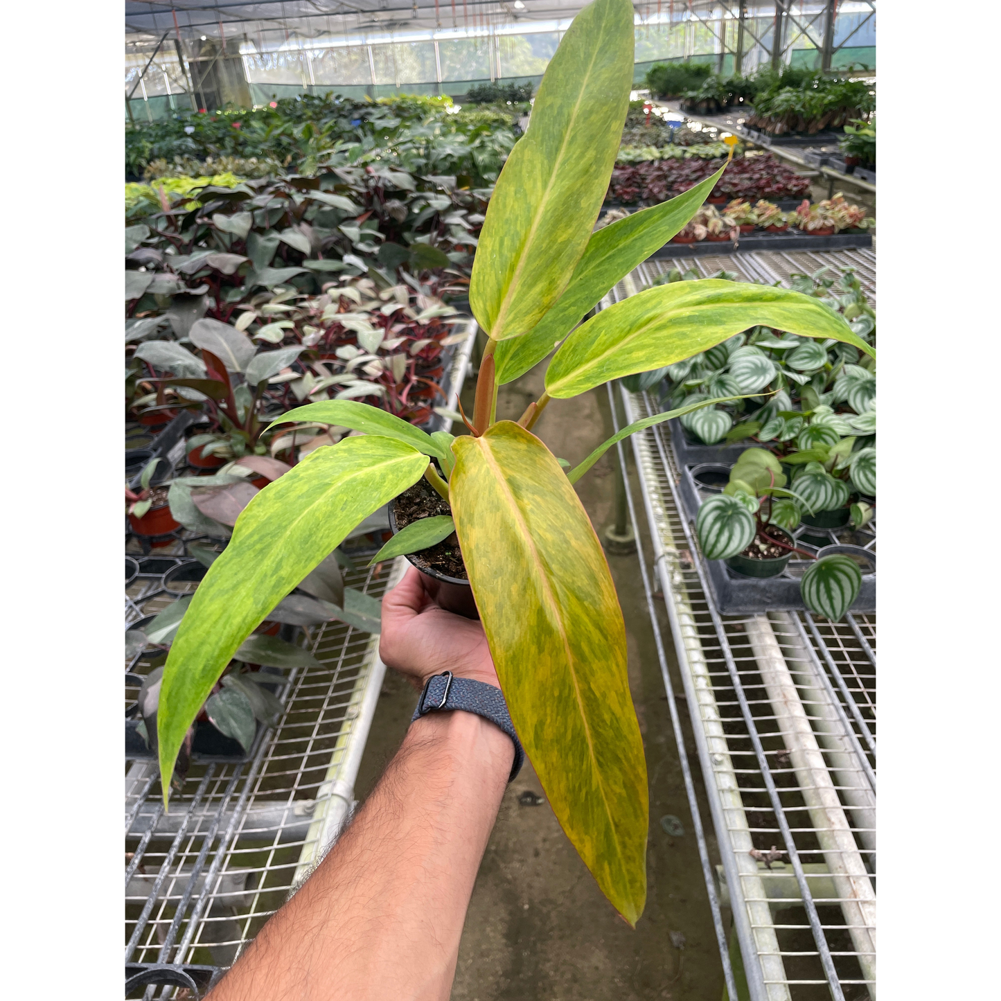 Philodendron 'Orange Marmalade'