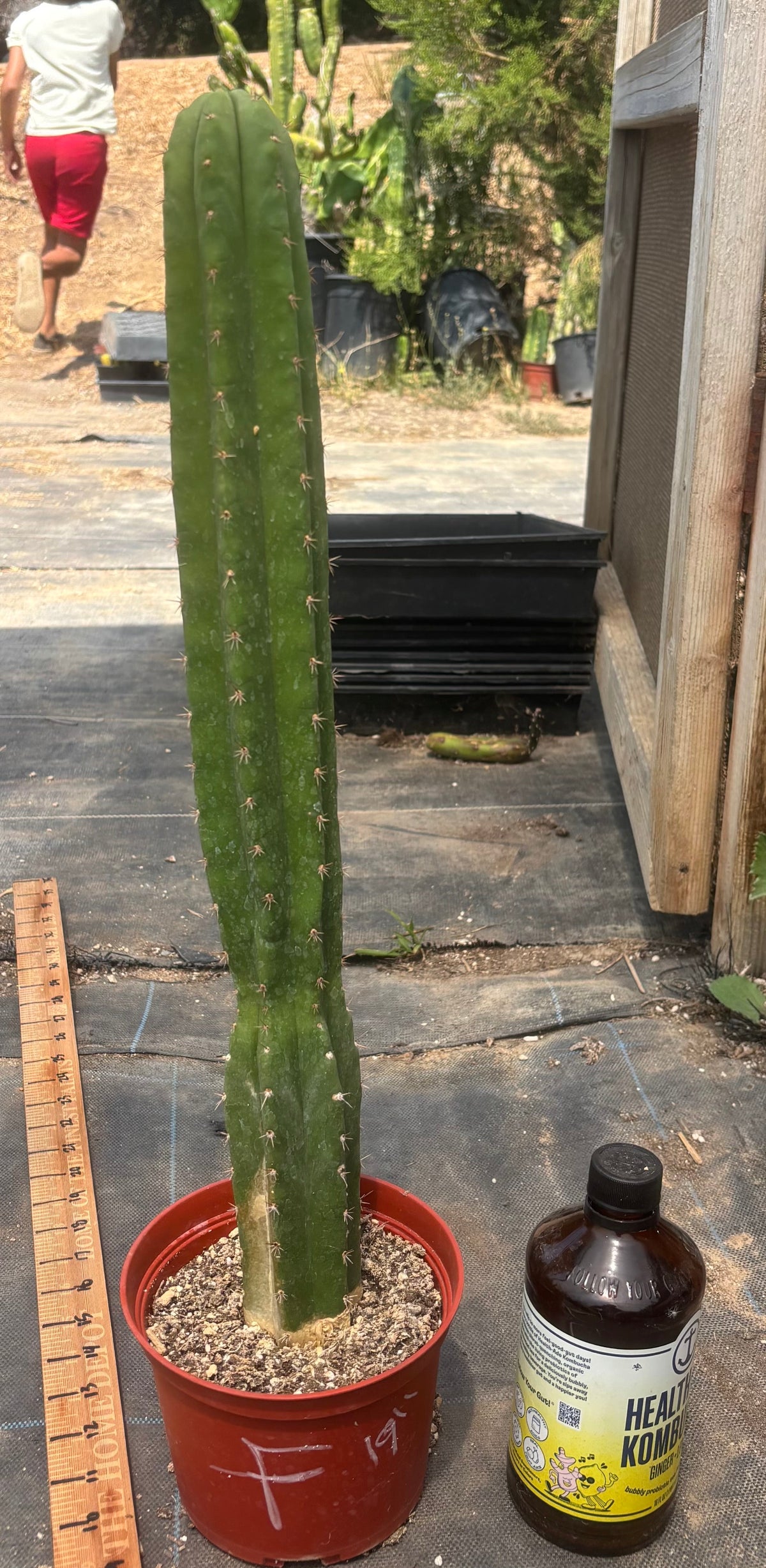 #EC13 EXACT Trichocereus Pachanoi #46 Cactus Potted & Cuttings