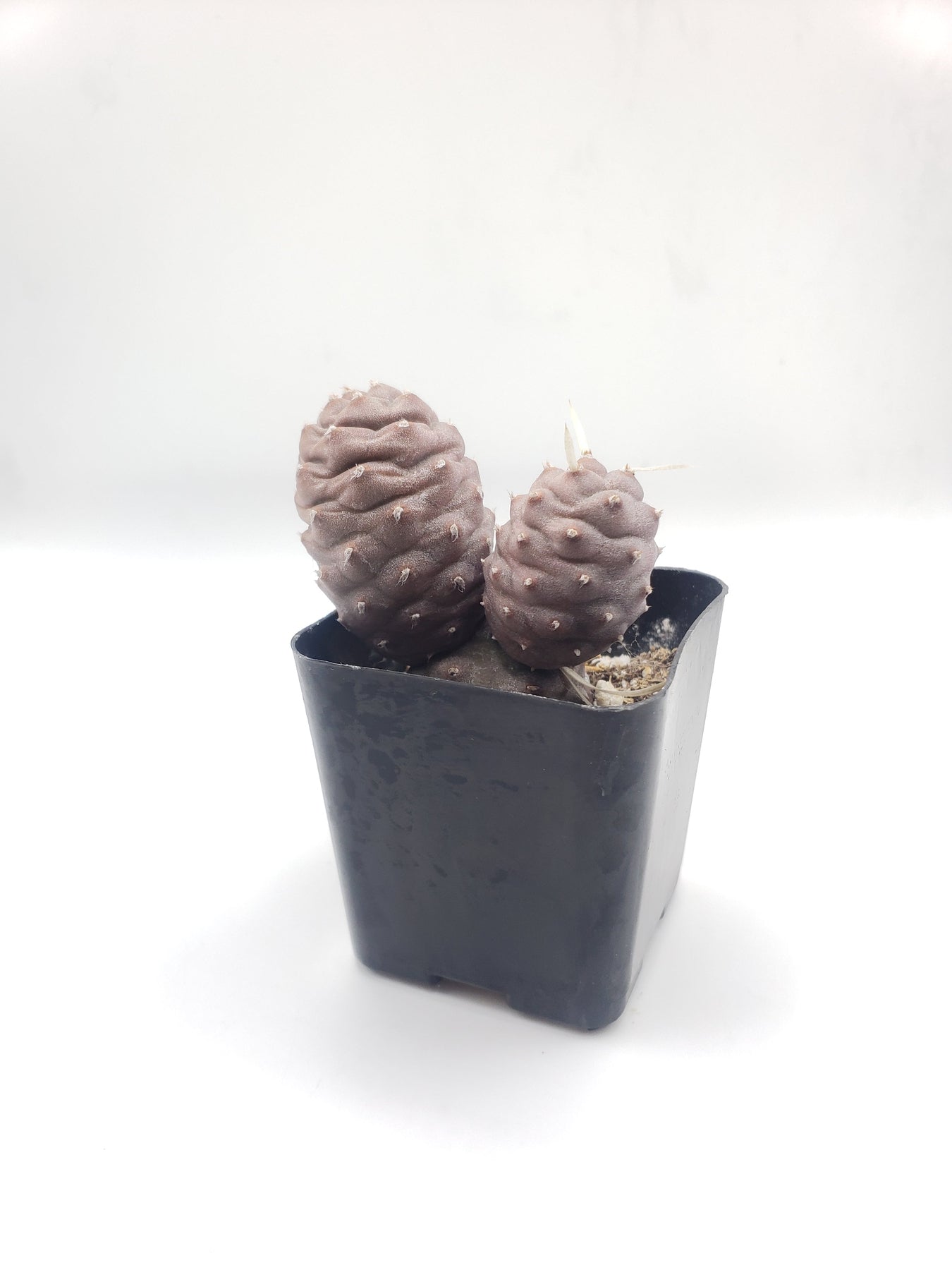 #1C Tephrocactus Articulatus 2"