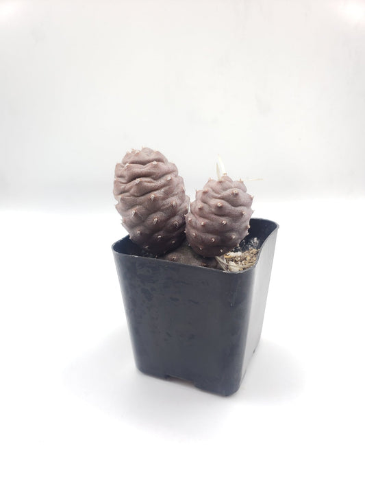 #1C Tephrocactus Articulatus 2"