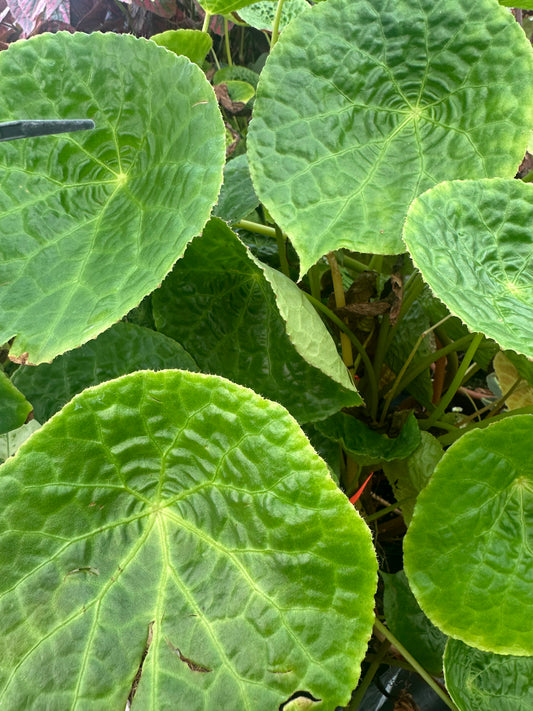 Begonia natunaensis | 3.5” Pot