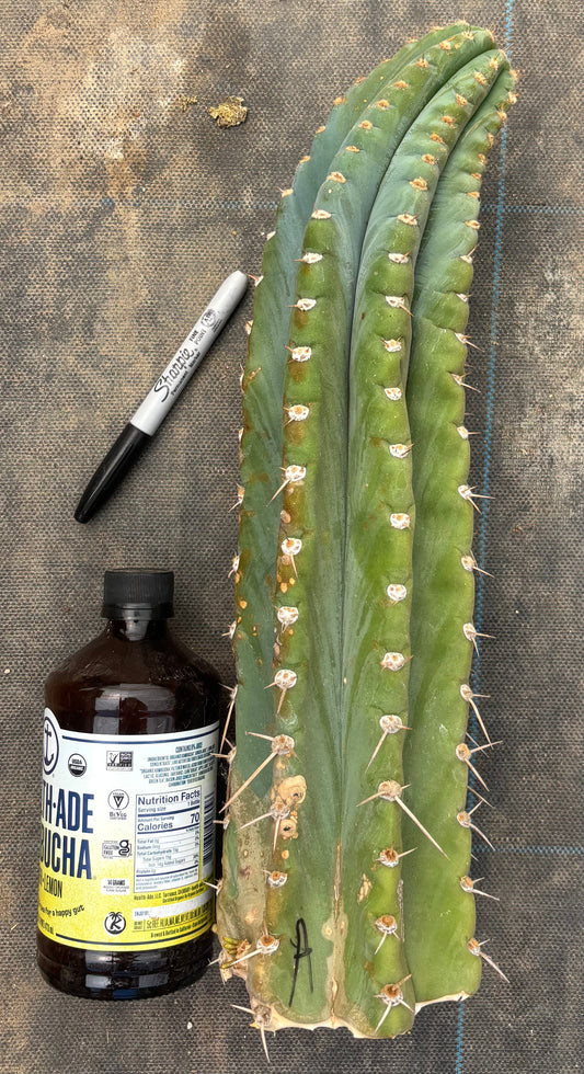 #EC20 EXACT TLC Special Trichocereus Peruvianus TSSBP Blue Peru Cactus Cuttings