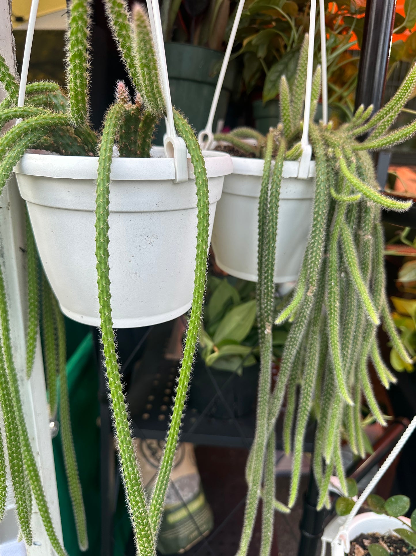 RatTail Catcus