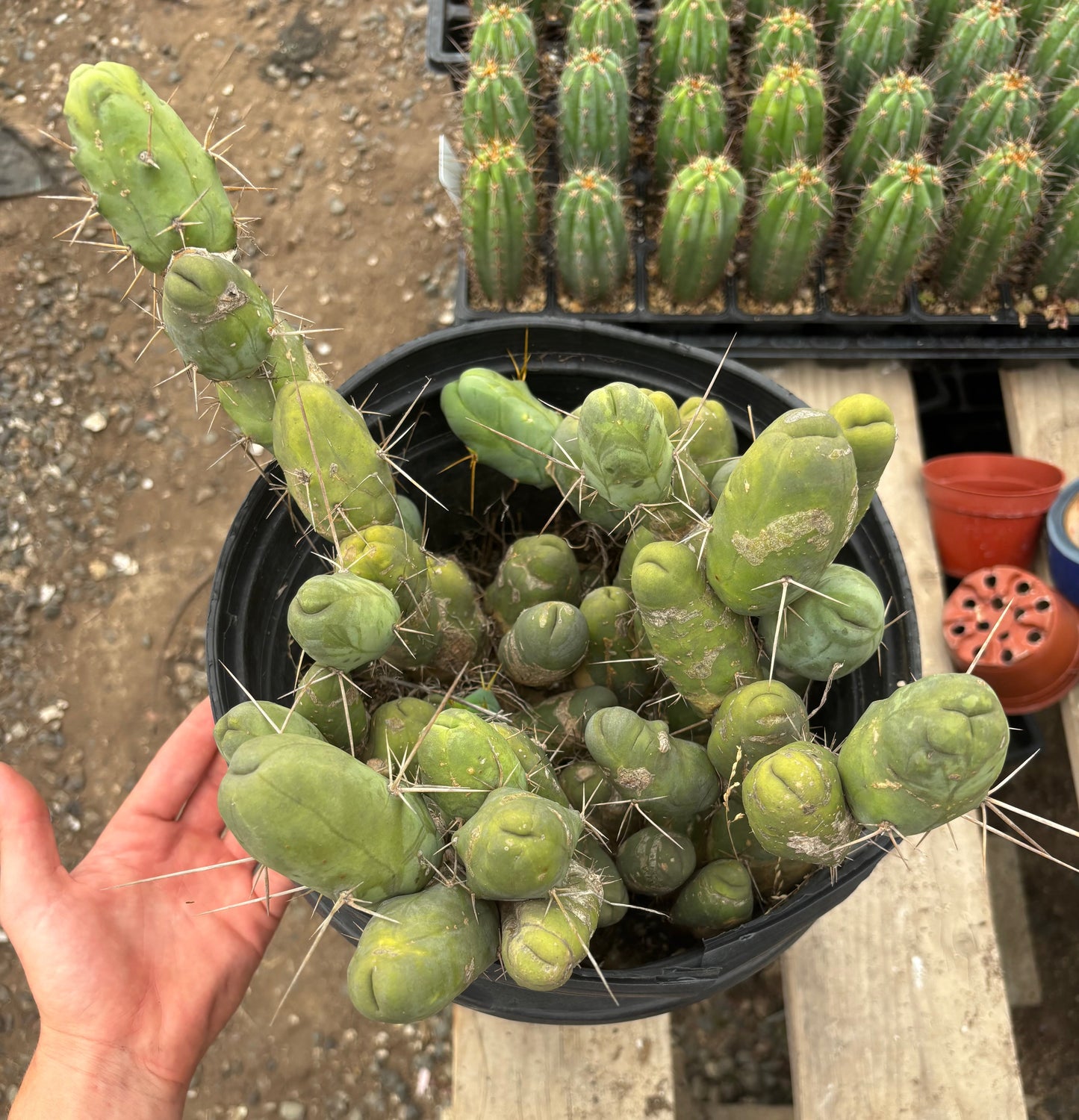 #EC39 EXACT Trichocereus Bridgesii Monstrose TBM Cactus 48+ segments