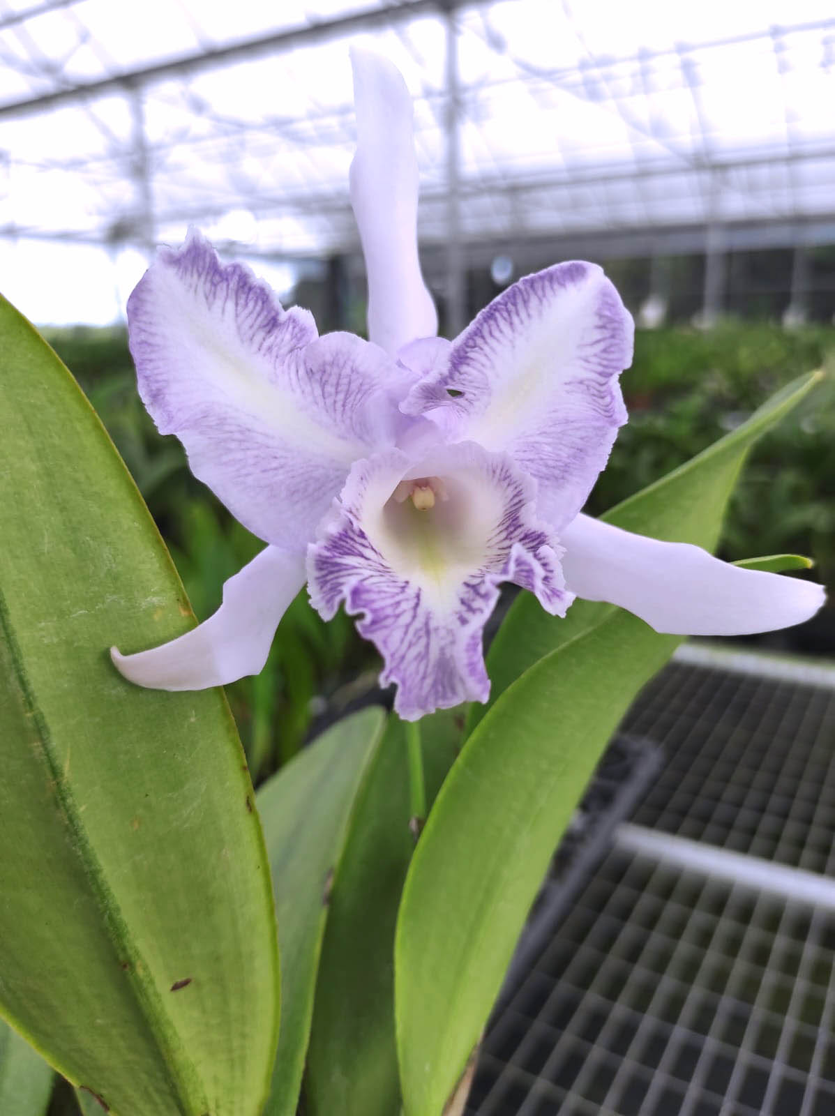 Cattleya Nikolita Portilla