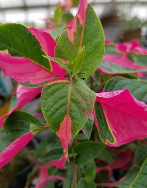 🎉 Alternanthera Party Time 2-3 Inch Starter Plant (Colorful Celebration)