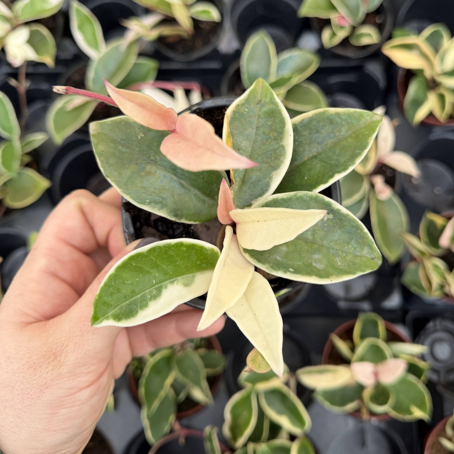Hoya Krimson Queen Tricolor