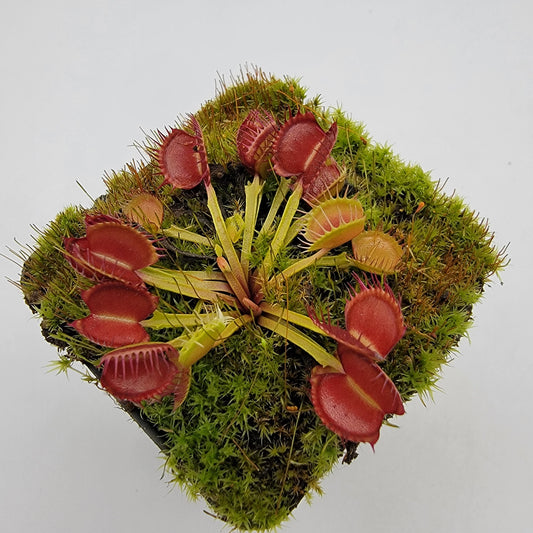 Venus flytrap (Dionaea muscipula) 'Long Red Fingers'