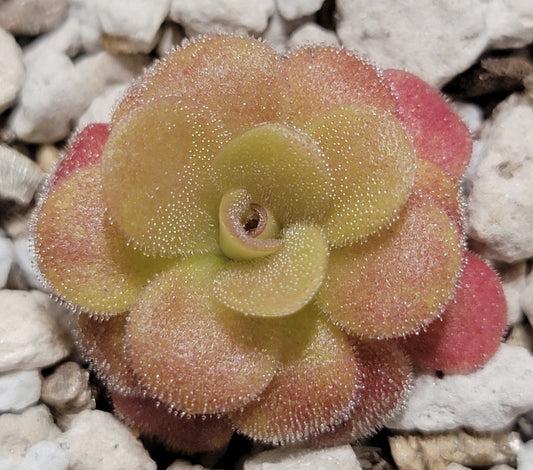 Pinguicula martinezii