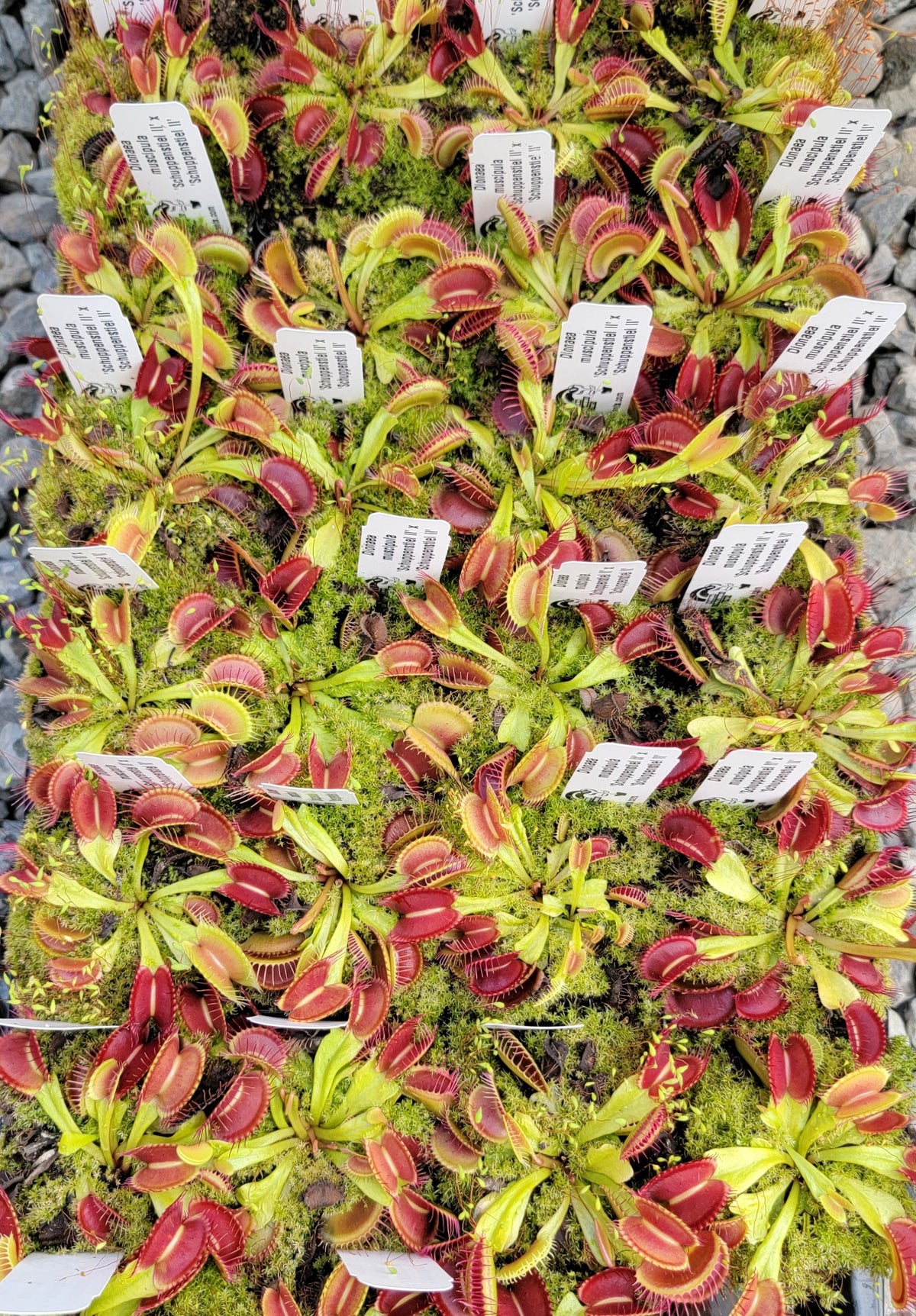 Venus flytrap (Dionaea muscipula) 'Schuppenstiel II' x 'Schuppenstiel II'