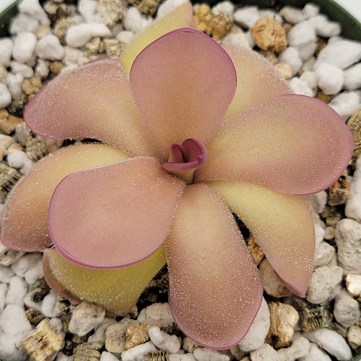 Pinguicula agnata 'El Lobo' x hemiepiphytica