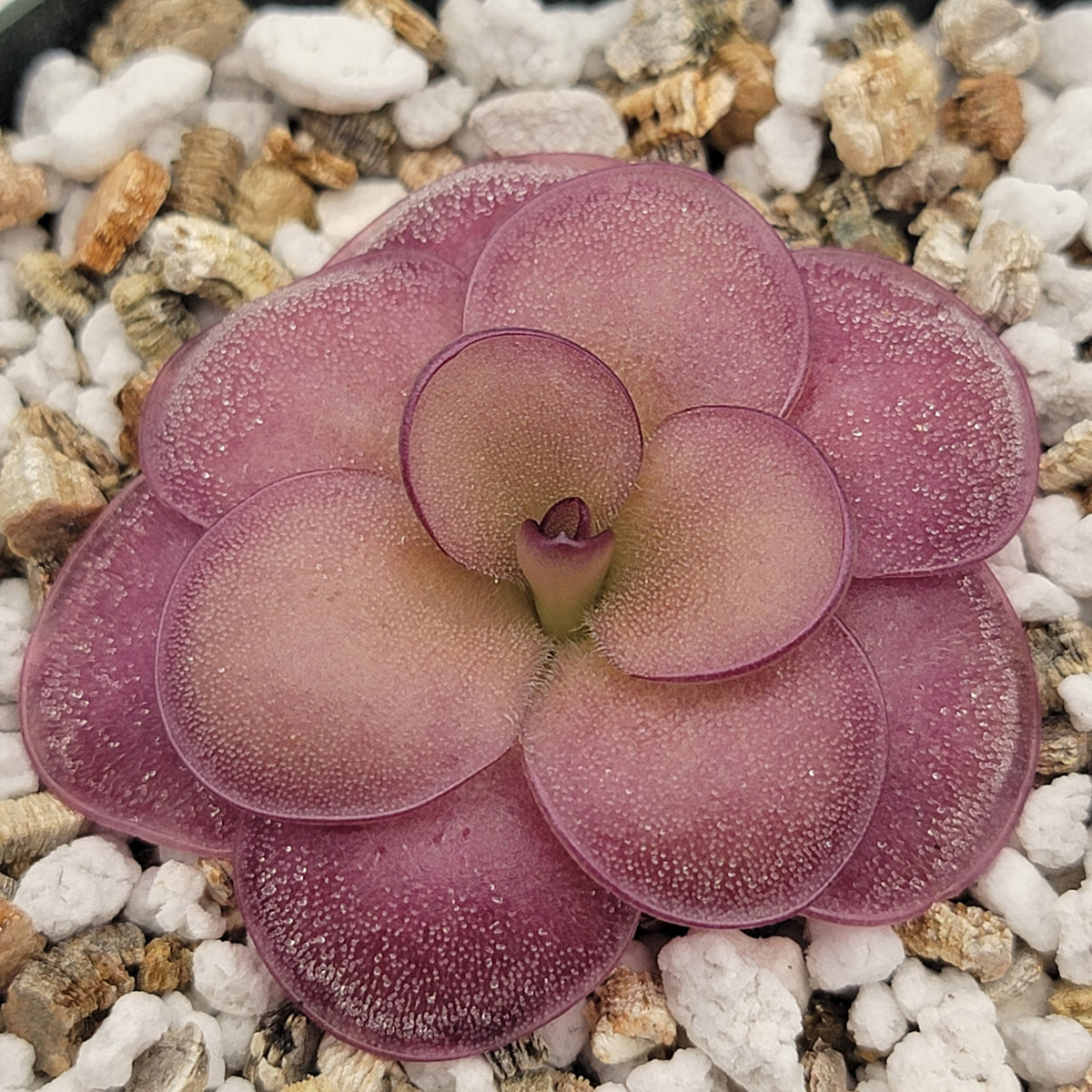 Pinguicula "Peaches"