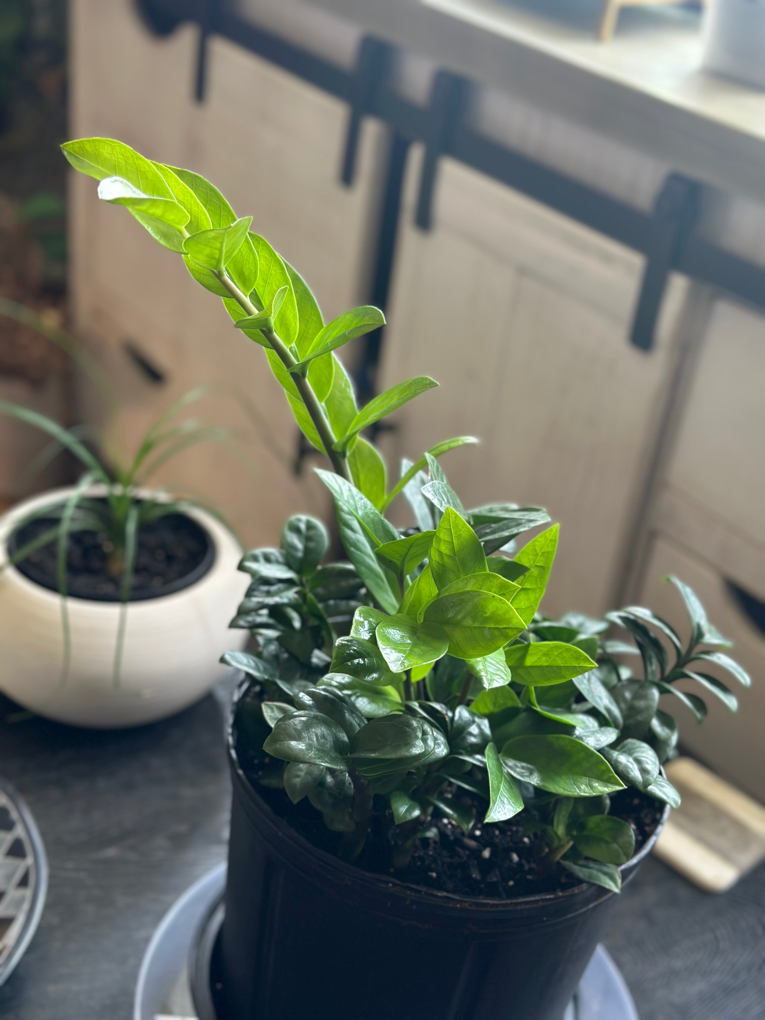 💎 ZZ Bouquet 10-Inch Pot (Dwarf & Regular ZZ Plant Mix)