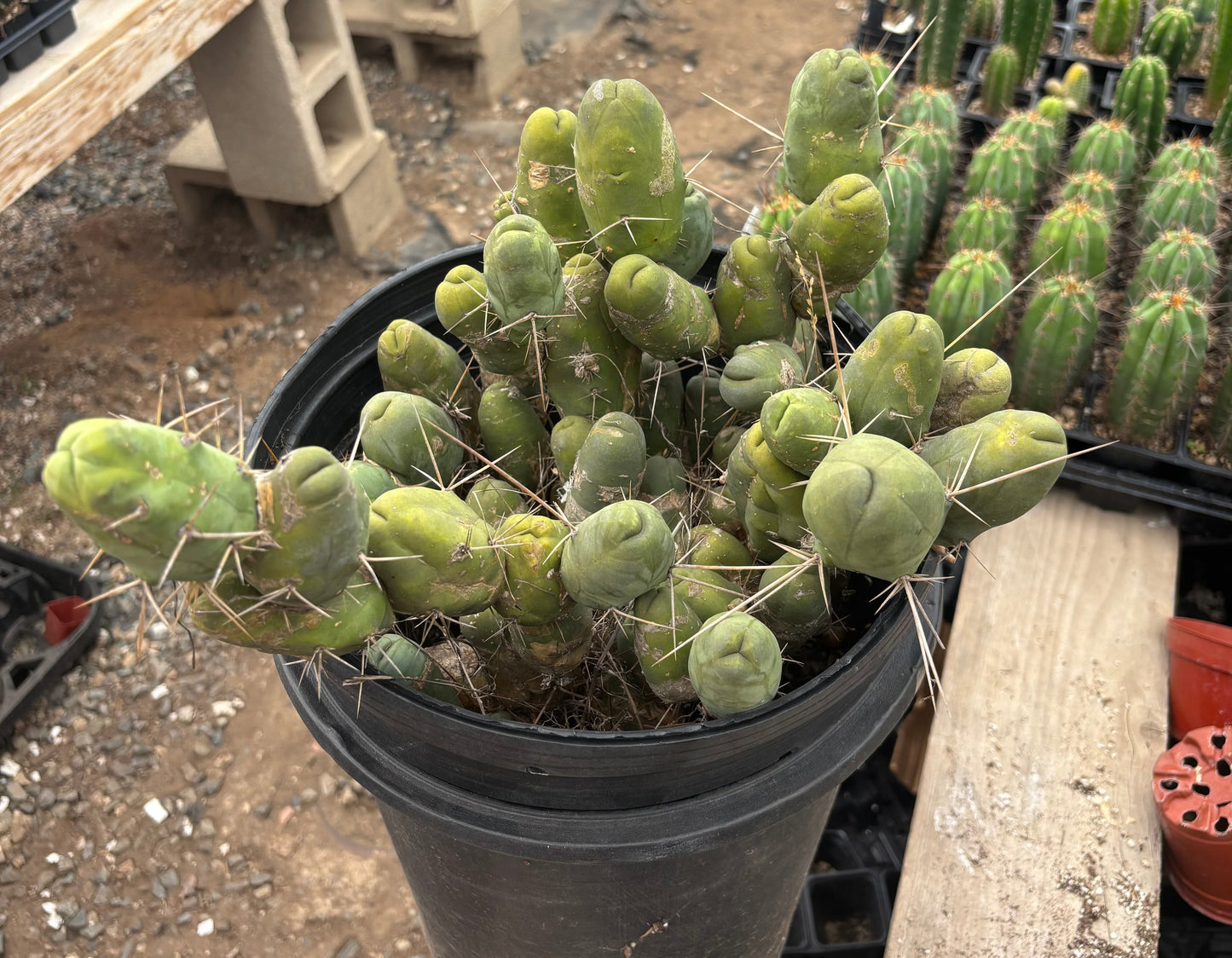 #EC39 EXACT Trichocereus Bridgesii Monstrose TBM Cactus 48+ segments