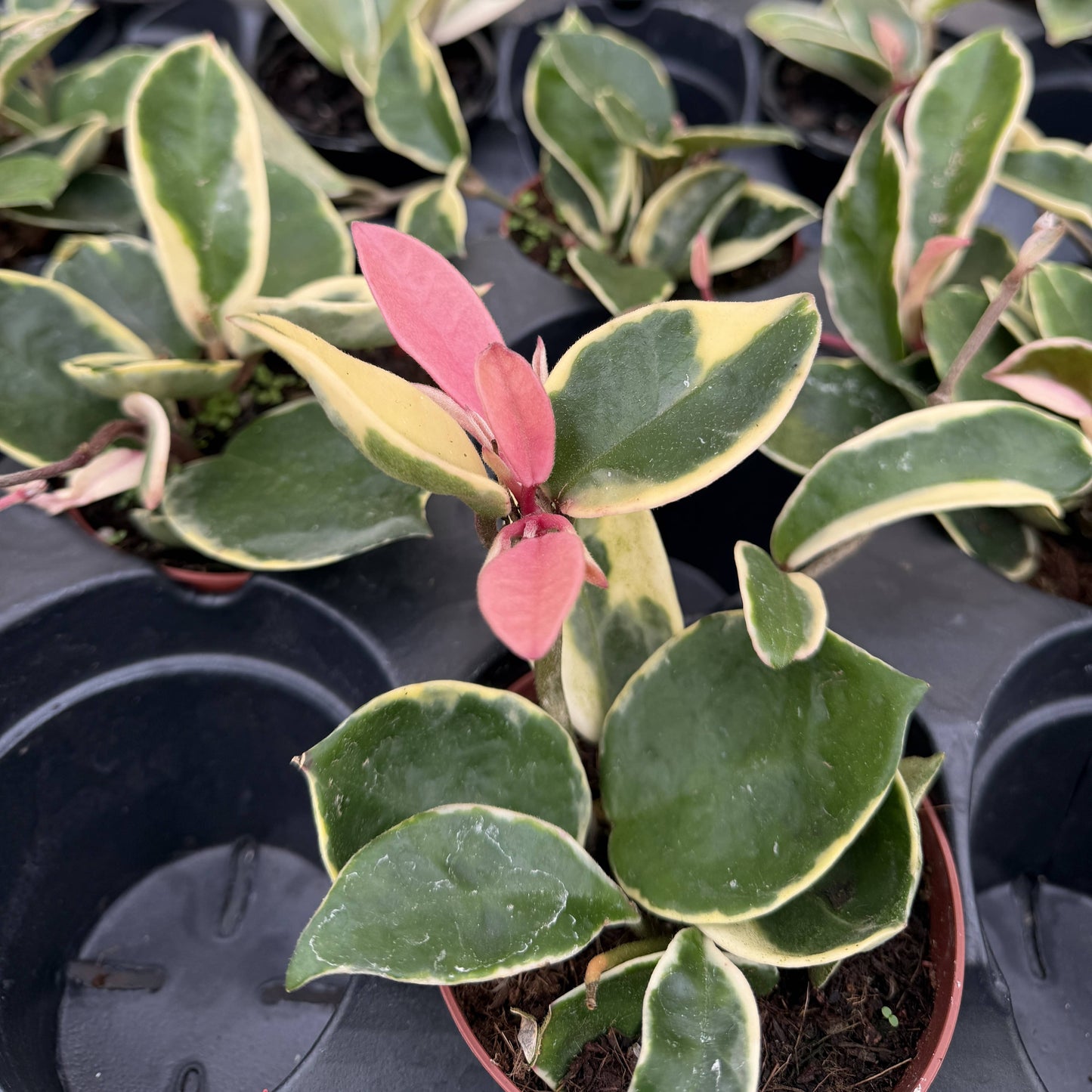 Hoya Krimson Queen Tricolor